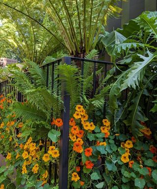 The Addleshaw Goddard Junglette Garden at the RHS Chelsea Flower Show 2024