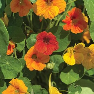 Nasturtium, Double Dwarf Jewel Mix