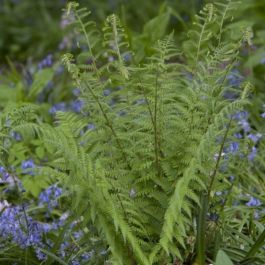 Robust Male Fern