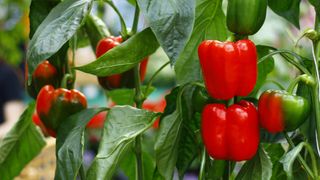 Bell peppers growing