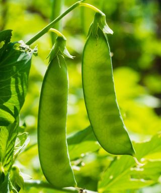 Early meteor pea pods