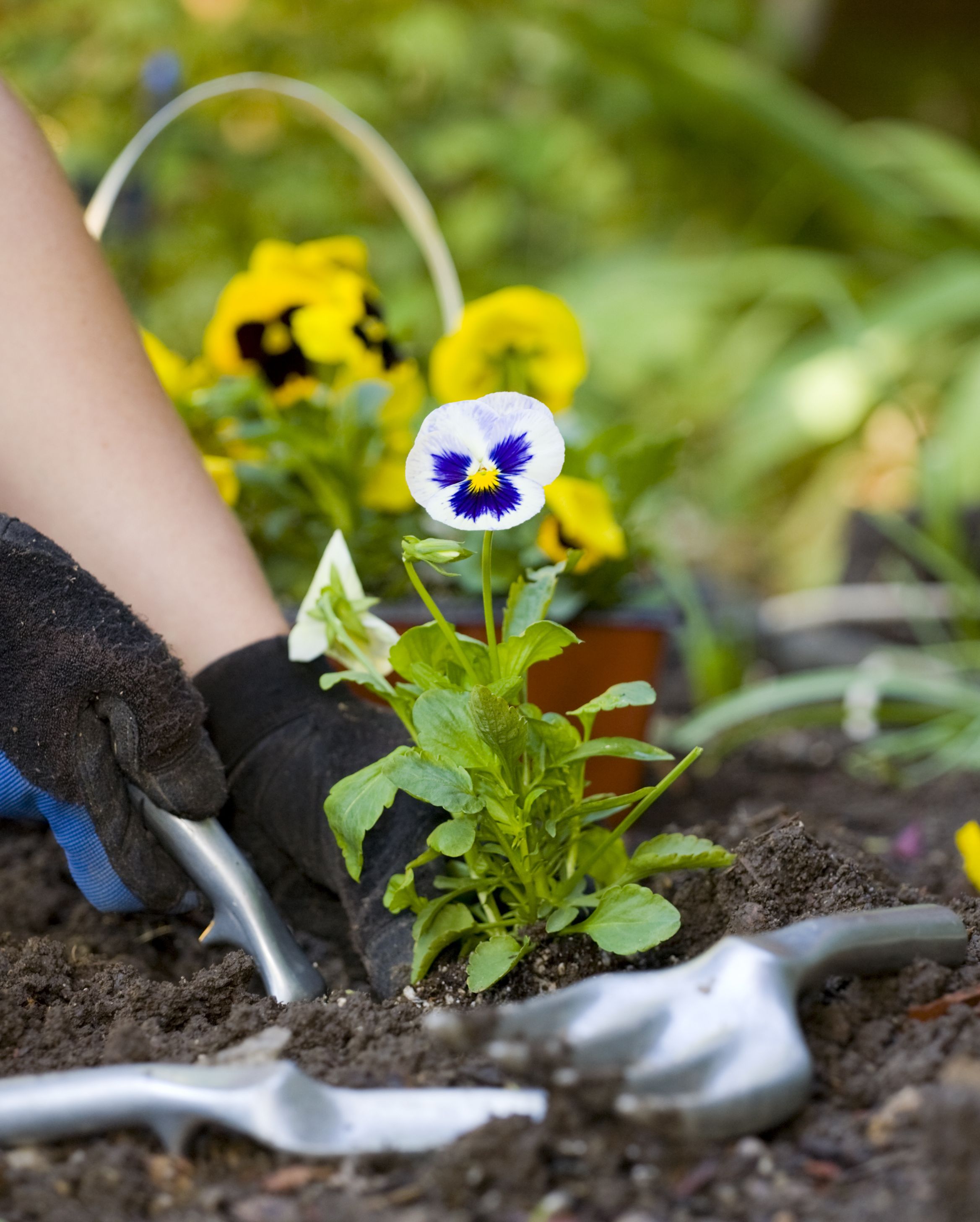 a pair of hands working with gardening tools laying on freshly worked soil