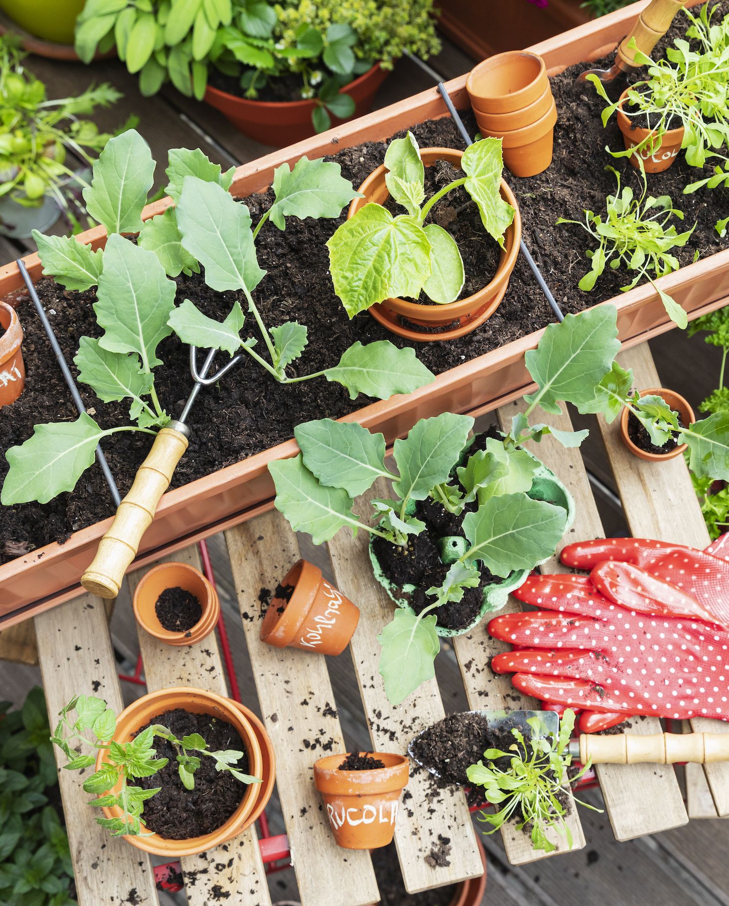 planting of various herbs and vegetables on balcony garden