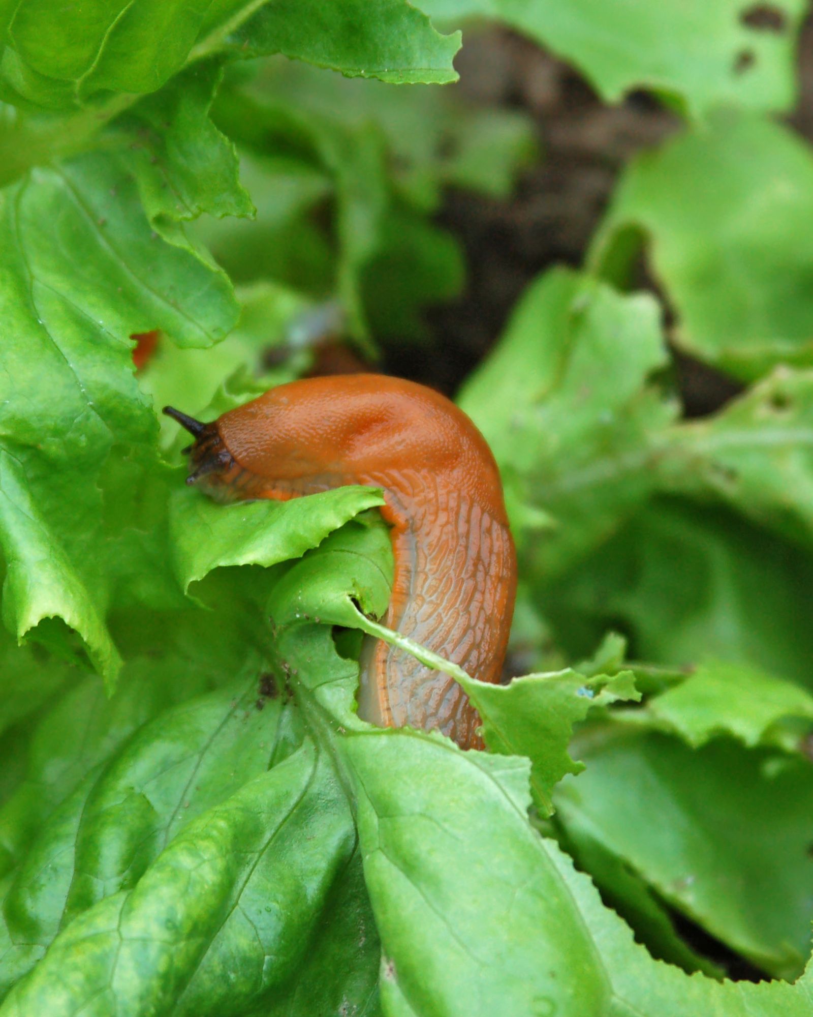 a snail on a leaf