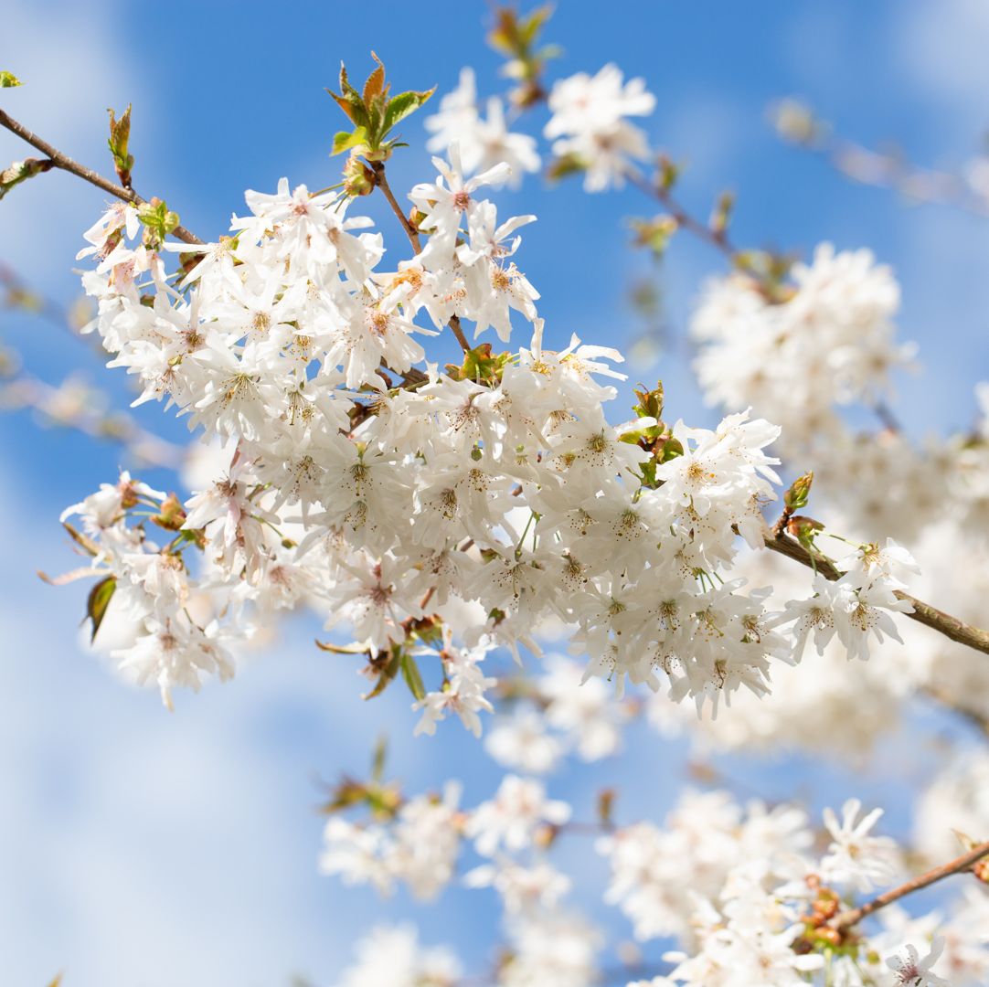 rhs chelsea flower show﻿ plant of the year 2024 prunus starlight