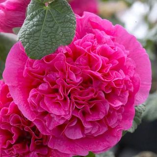 NatureHills.com double pink hollyhock