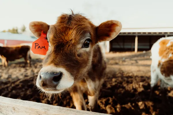 “Our 3-year-old comes out to milk no matter the weather,” Whitney Belprez said. “His ‘pay’ is the hot chocolate packet he brings out in his mug so he can pick the cow he wants to milk. Our kids have been a part of this their whole lives.”. Credit: Photo courtesy of the Diocese of Lansing