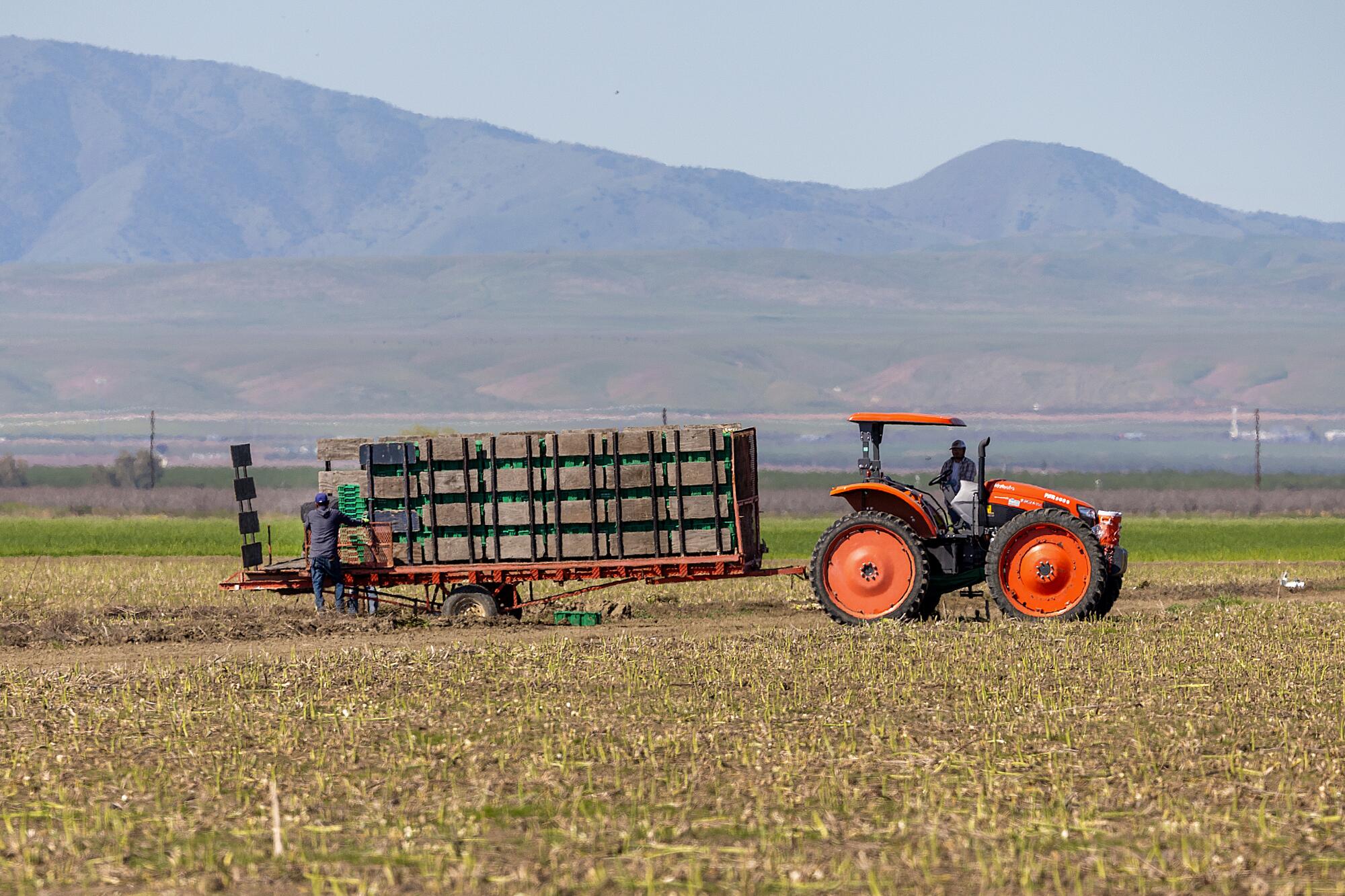 Workers load a truck with asparagus bundles after harvesting at A-Bar Ag Enterprises.