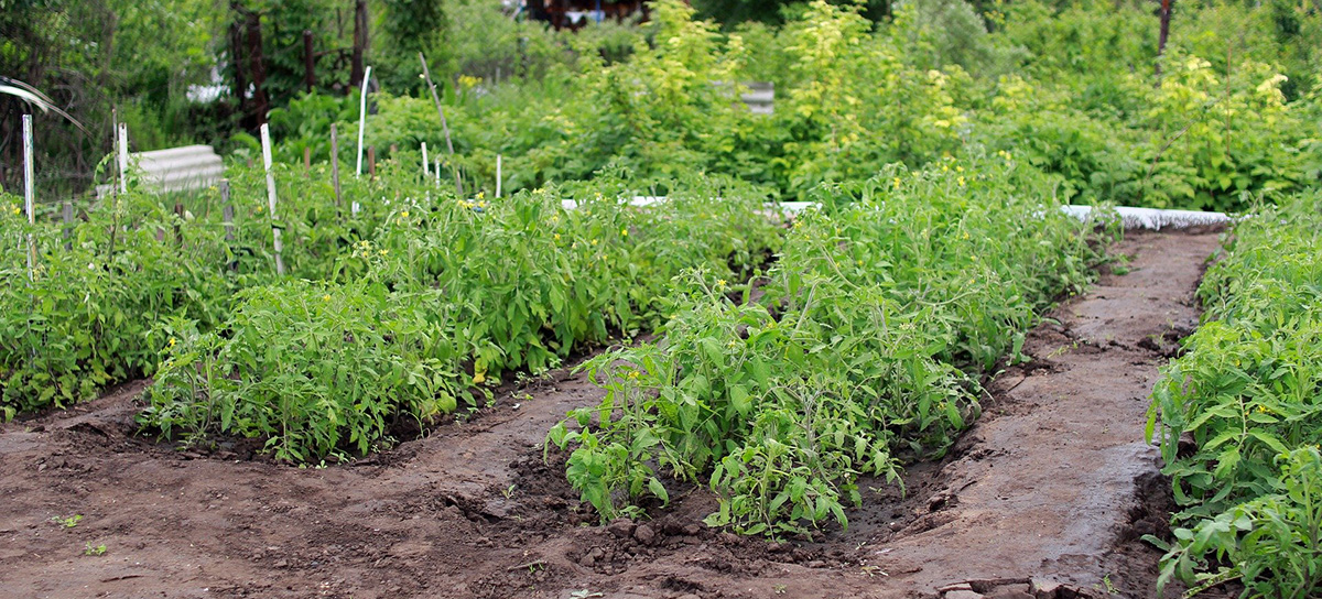 Vegetables can be grown in gardens of many sizes; from large to small traditional in-ground plantings, to small container gardens. (Photo: Pixabay)