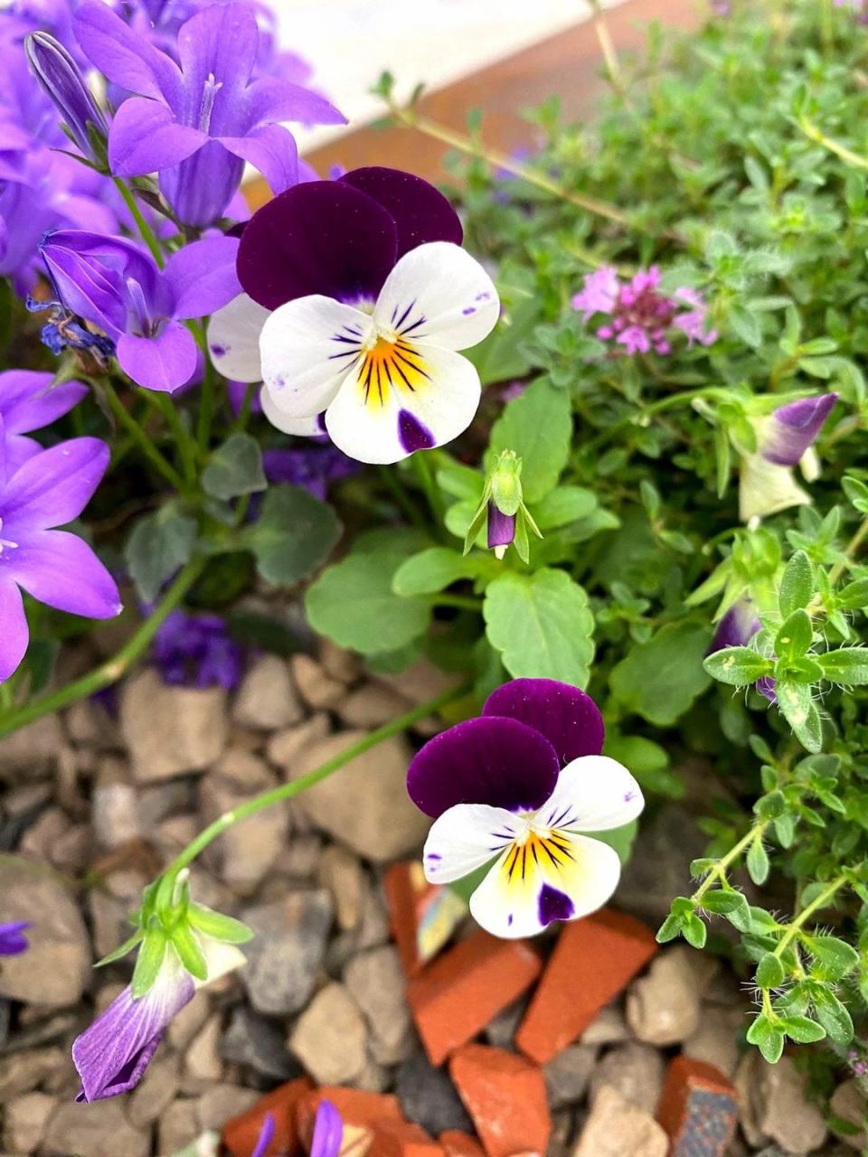 a group of purple viola flowers