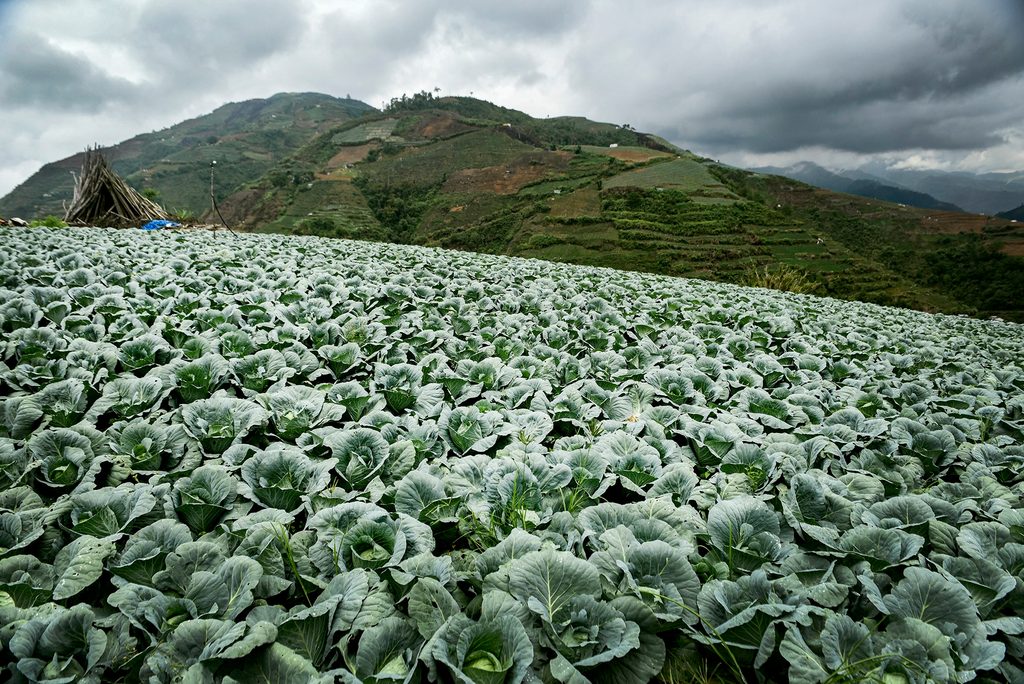 Field, Outdoors, Food