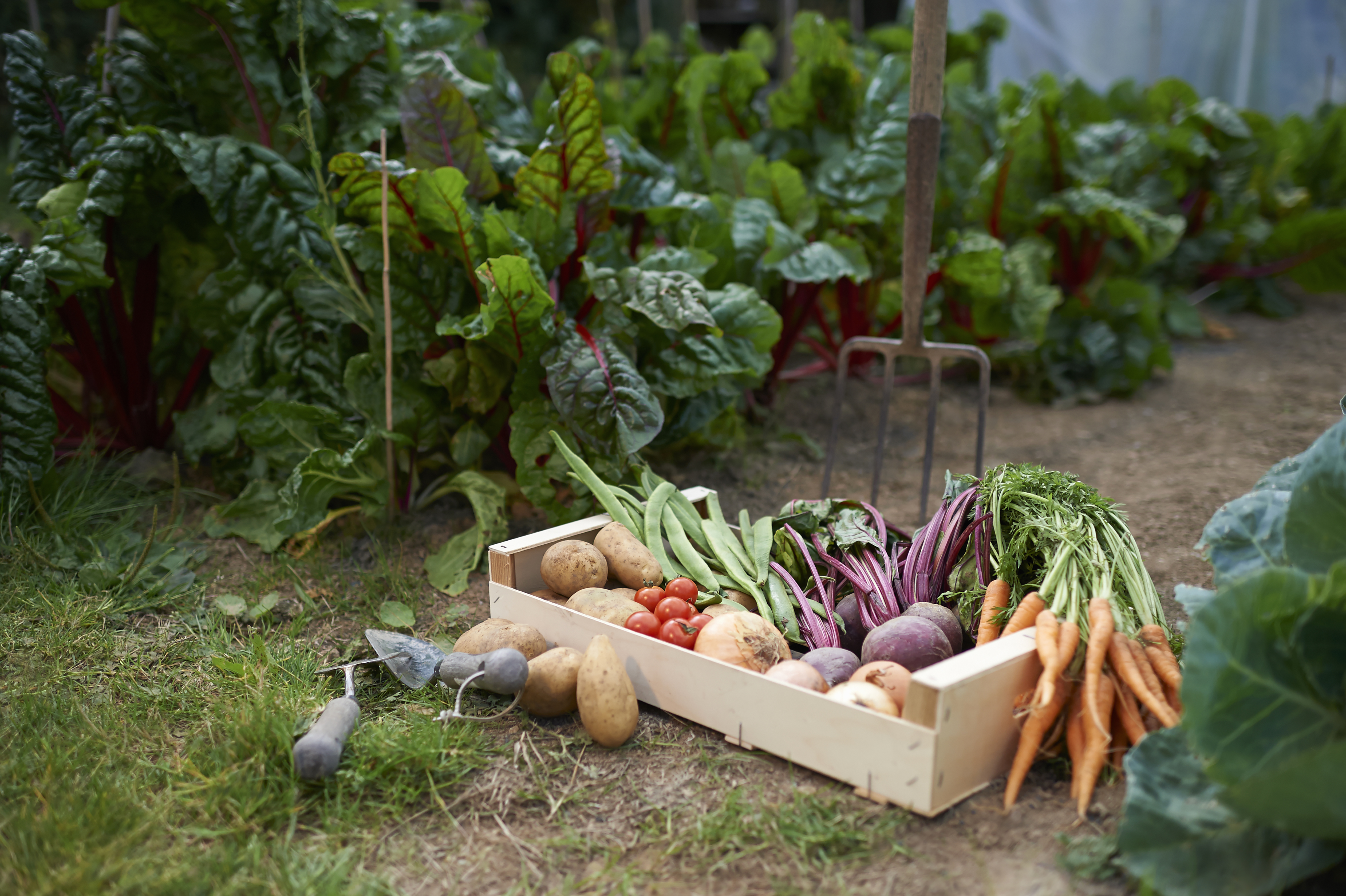 O'Grady said vegetable patches need to be inspected regularly to get rid of pests and weeds (stock image)