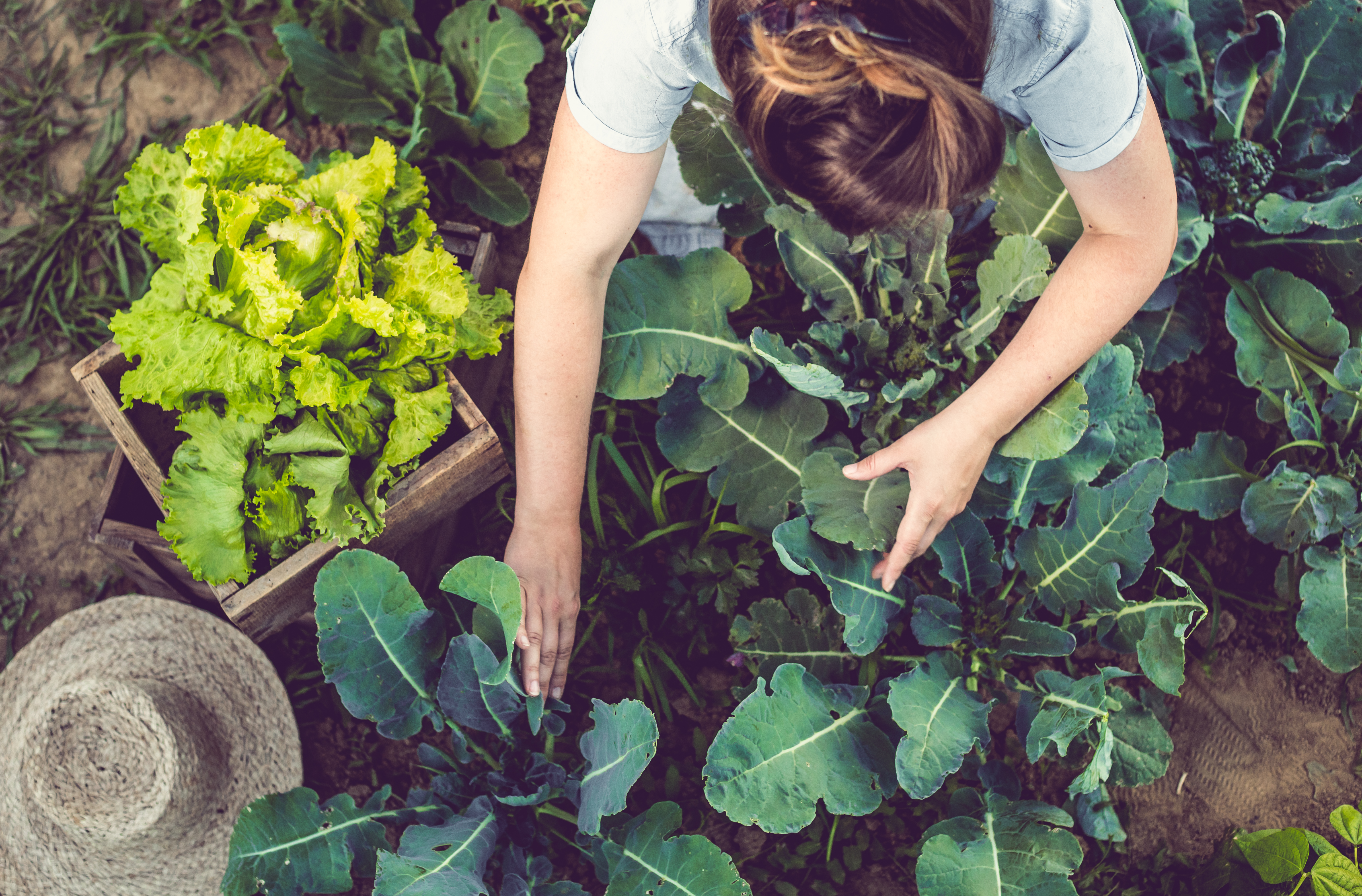 Georgina O'Grady shared advice for a spectacular vegetable garden (stock image)