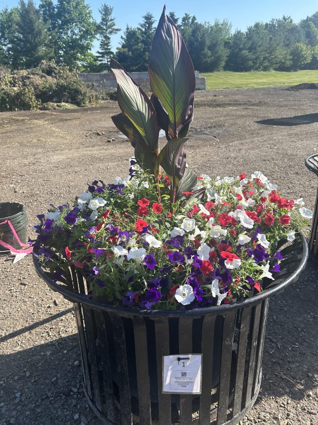 Each planter seen around Wellington includes a mix of red, white and purple petunias and a red canna. (Larissa Beriswill - The Morning Journal)