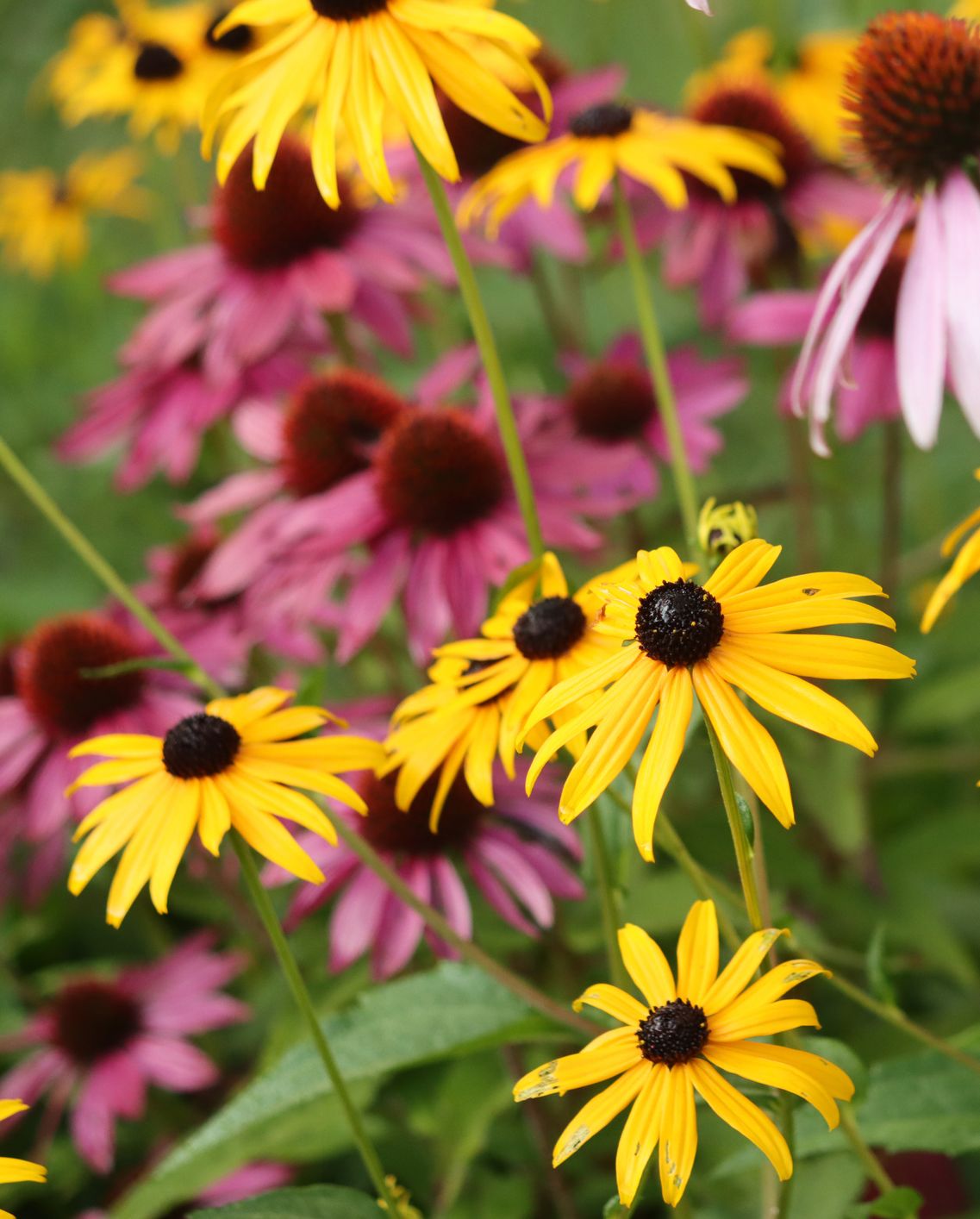 how to rewild your garden native plants