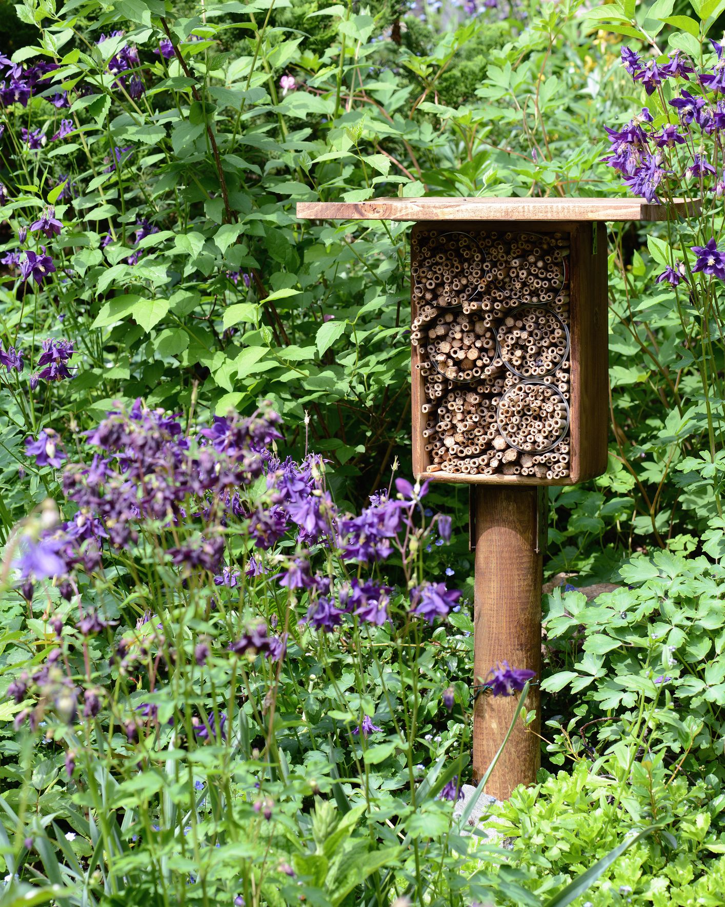 how to rewild your yard wildlife shelter