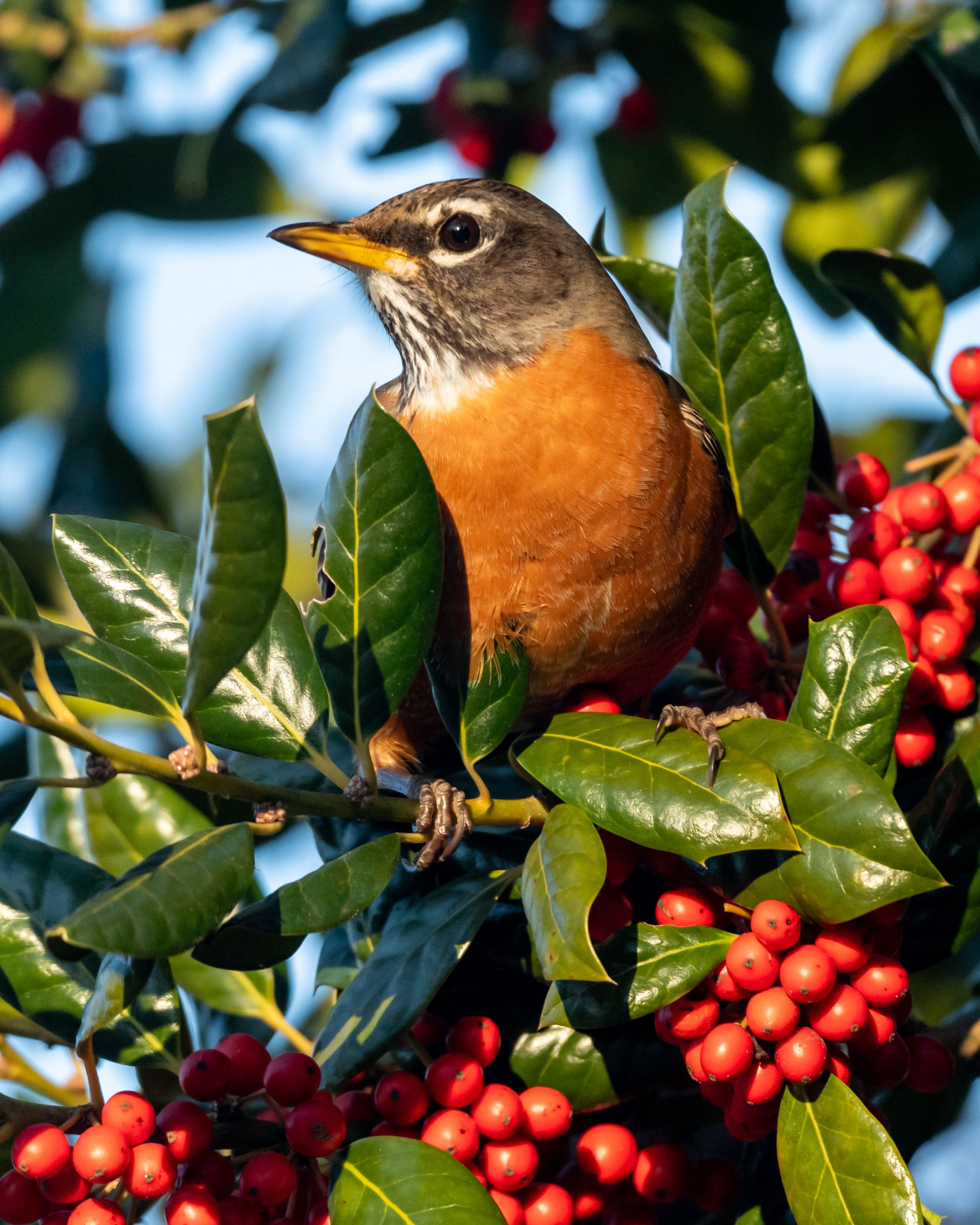 how to rewild your yard bird friendly yard