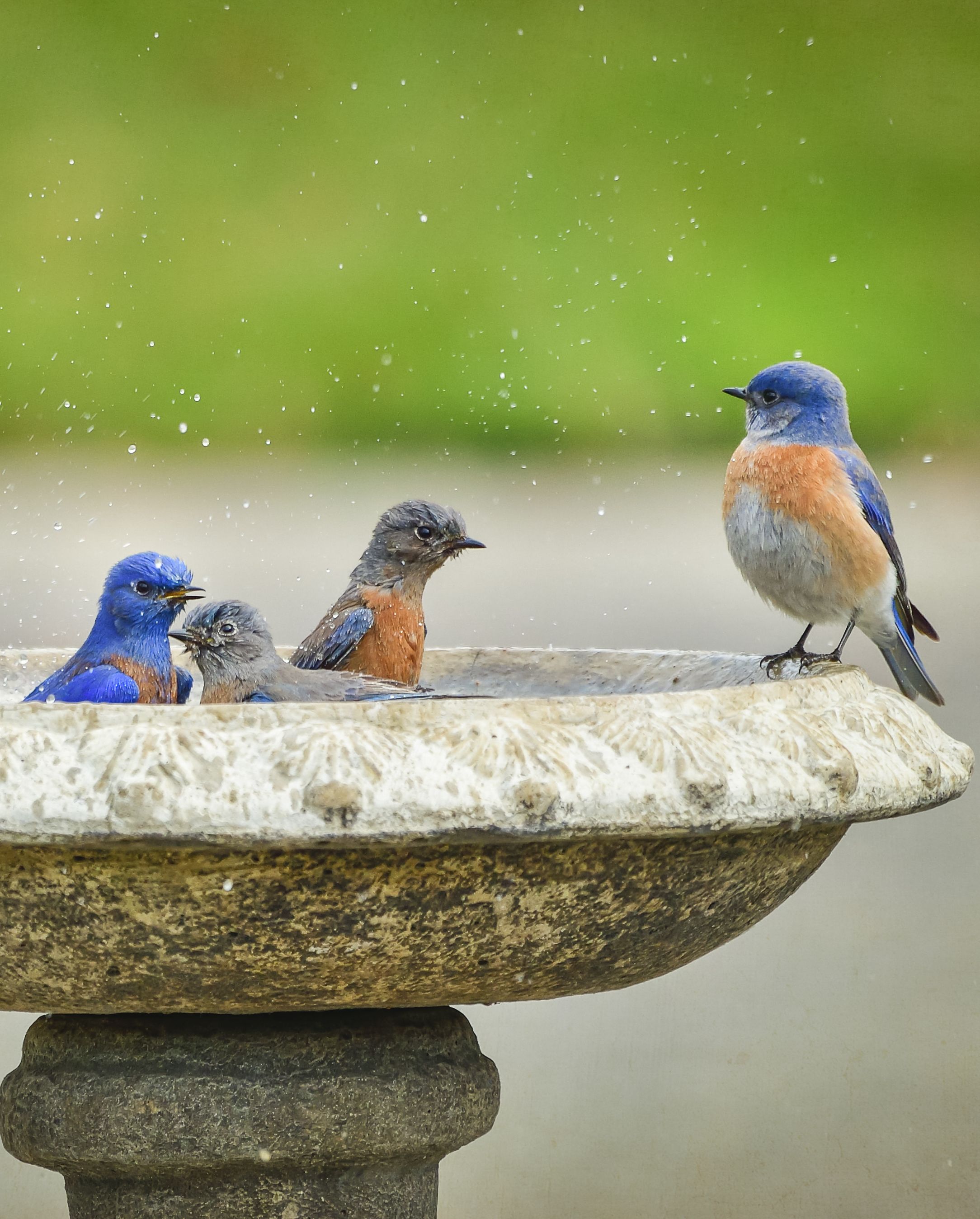 how to rewild your garden water feature