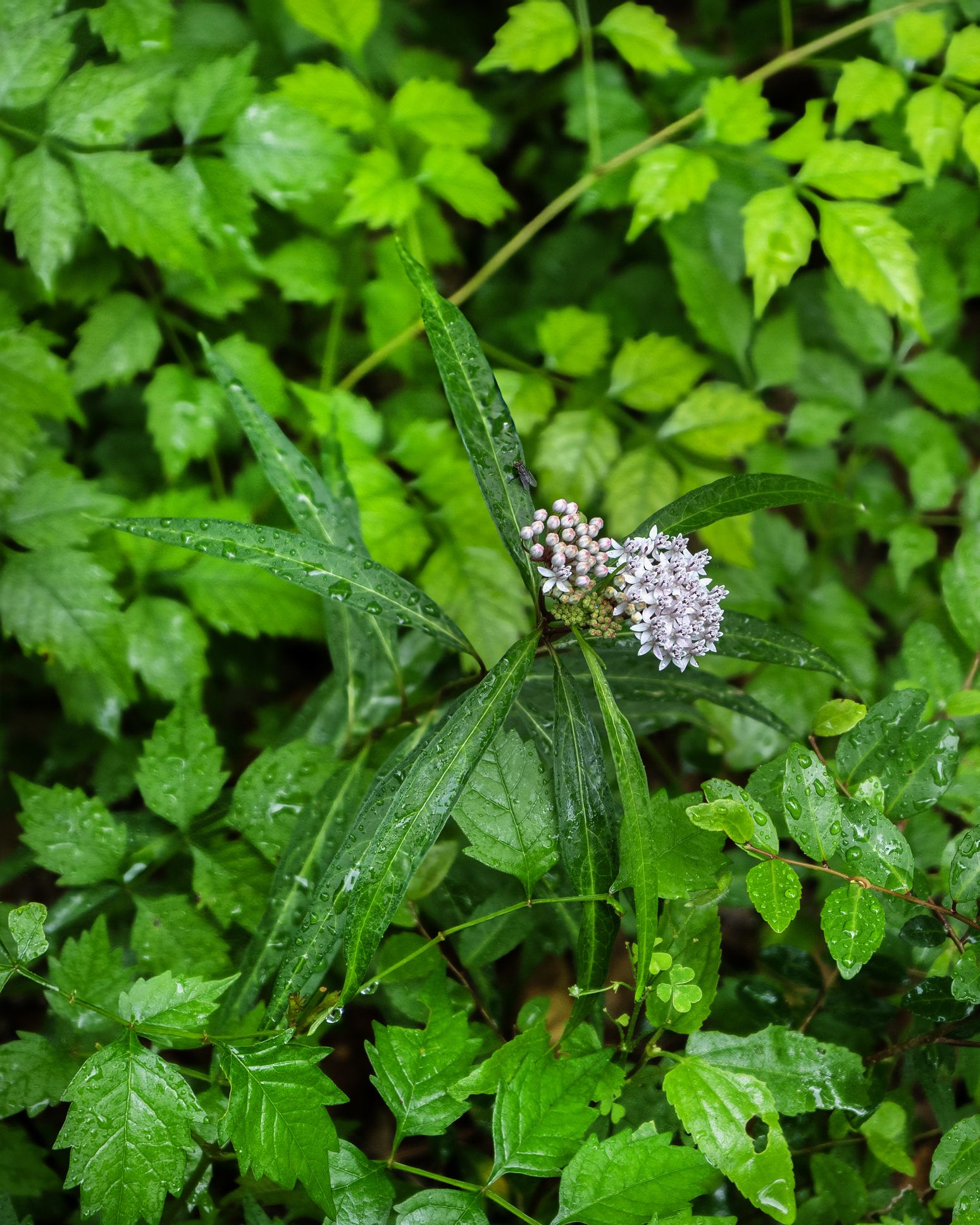 the white and purple tinged flower head of white swamp milkweed, asclepias perennis, detailing flowers, buds and leaves vertical image