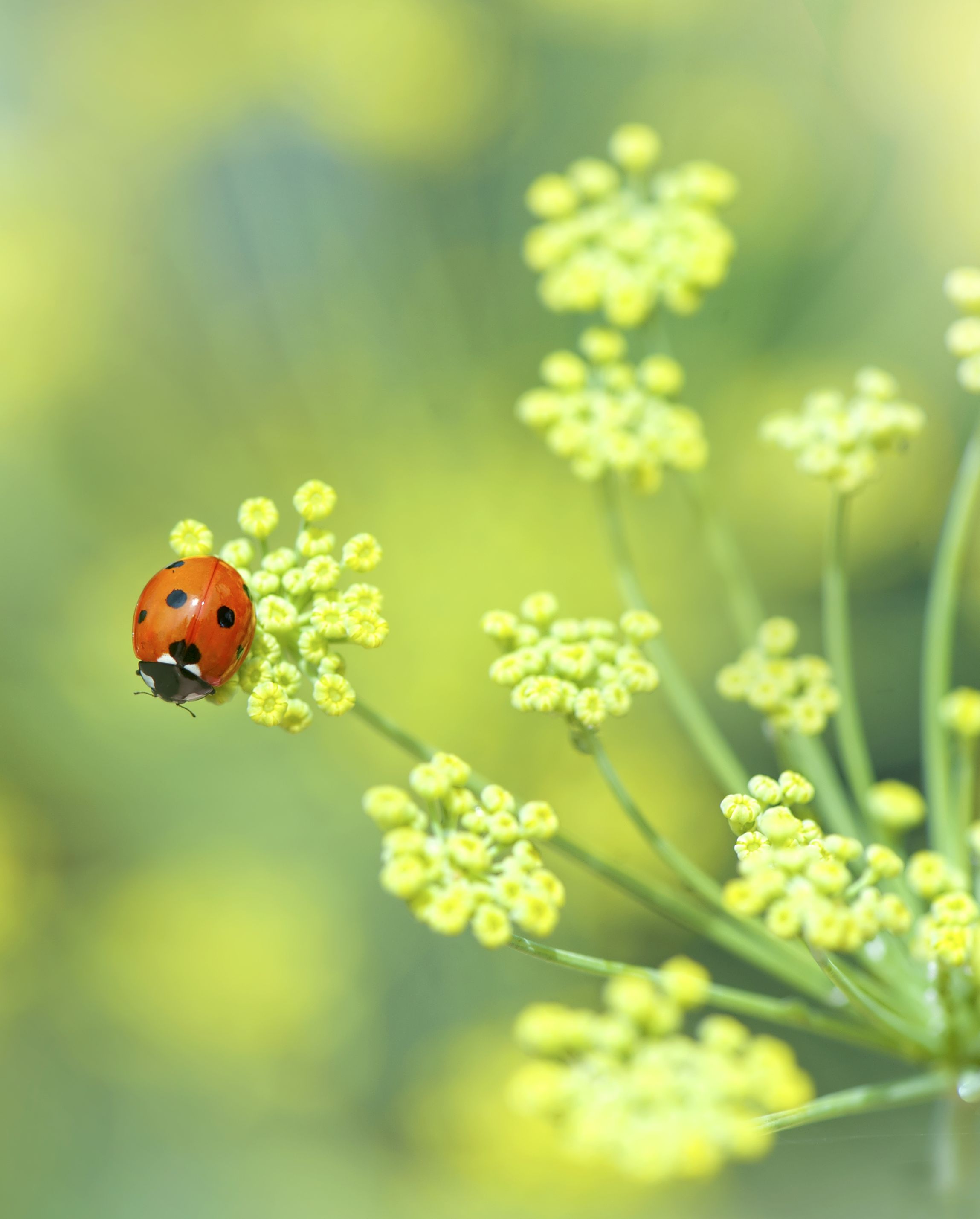 how to rewild your garden