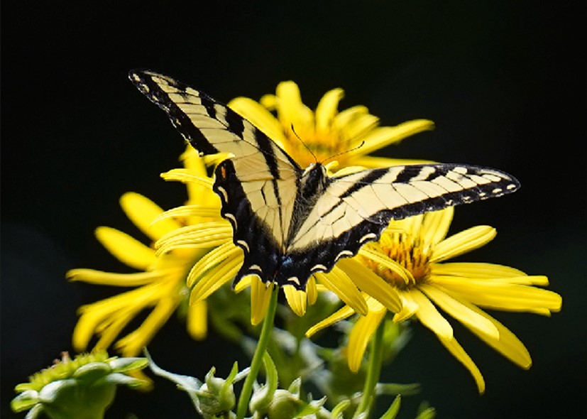 Yellow butterfly on a yellow flower.