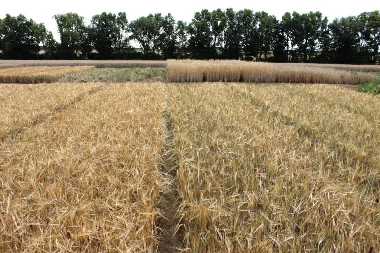 Organic vs Conventional Barley