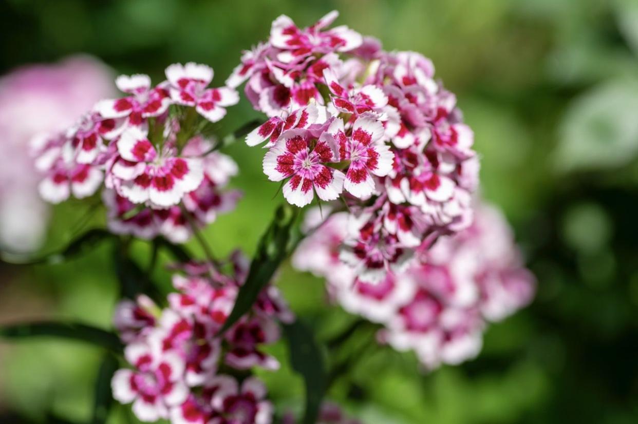 dianthus barbatus beautiful ornamental flowering plants, group of bright pink purple white flowers in bloom, green leaves