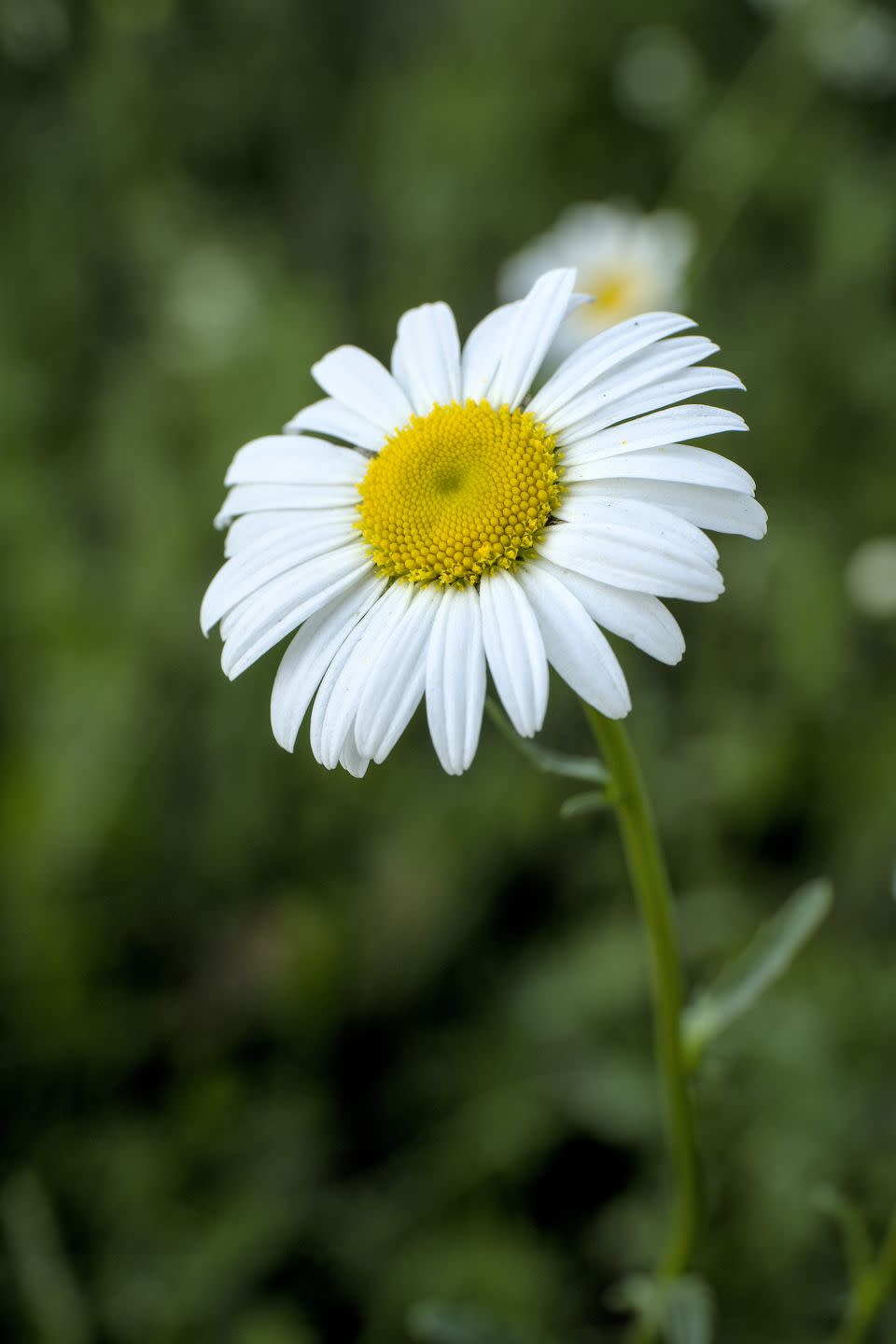 a white flower with yellow center