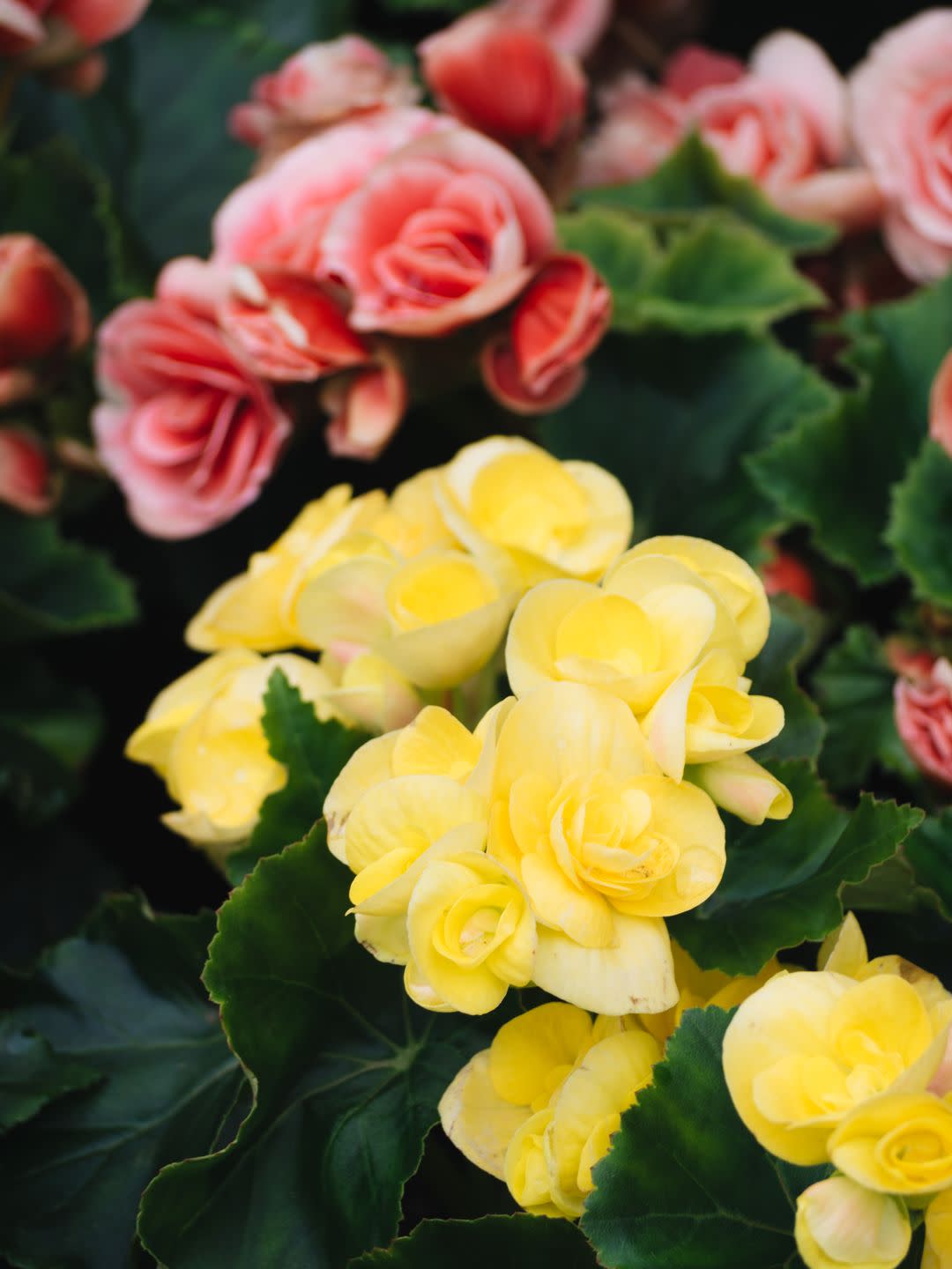 numerous bright flowers of tuberous begonias begonia tuberhybrida in garden