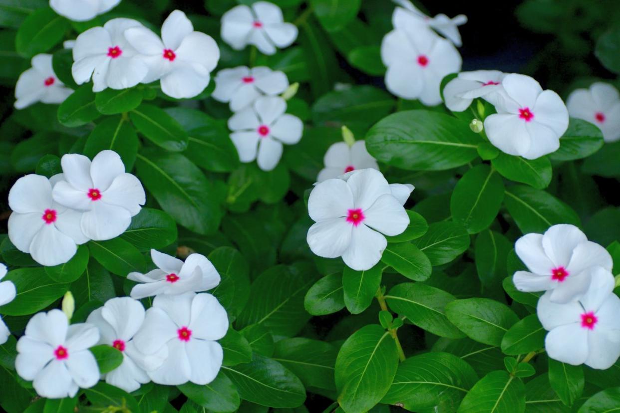 catharanthus roseus madagascar periwinkle annual vinca