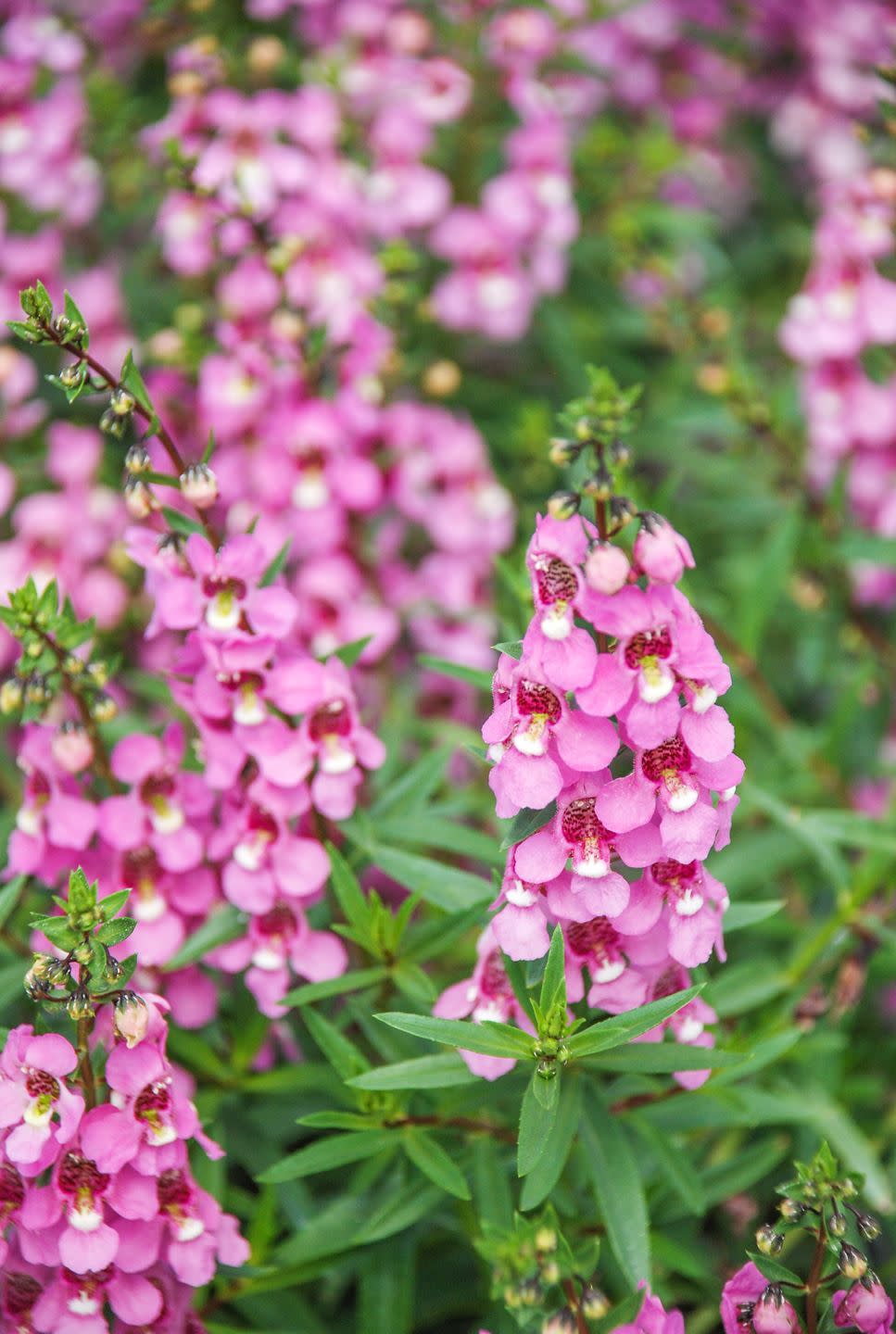 angelonia flower, angelonia goyazensis benth in the flower gardenn