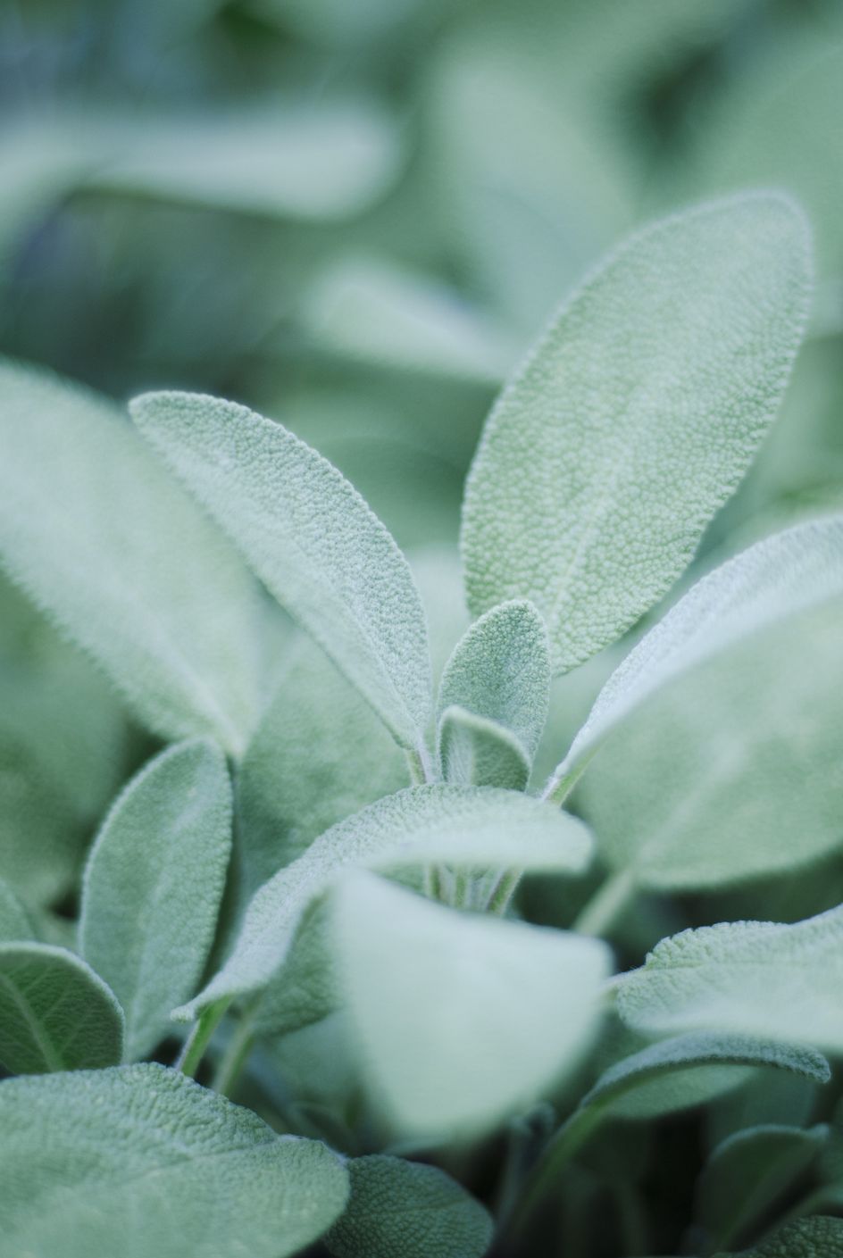 sage, salvia officinalis, in garden, close up