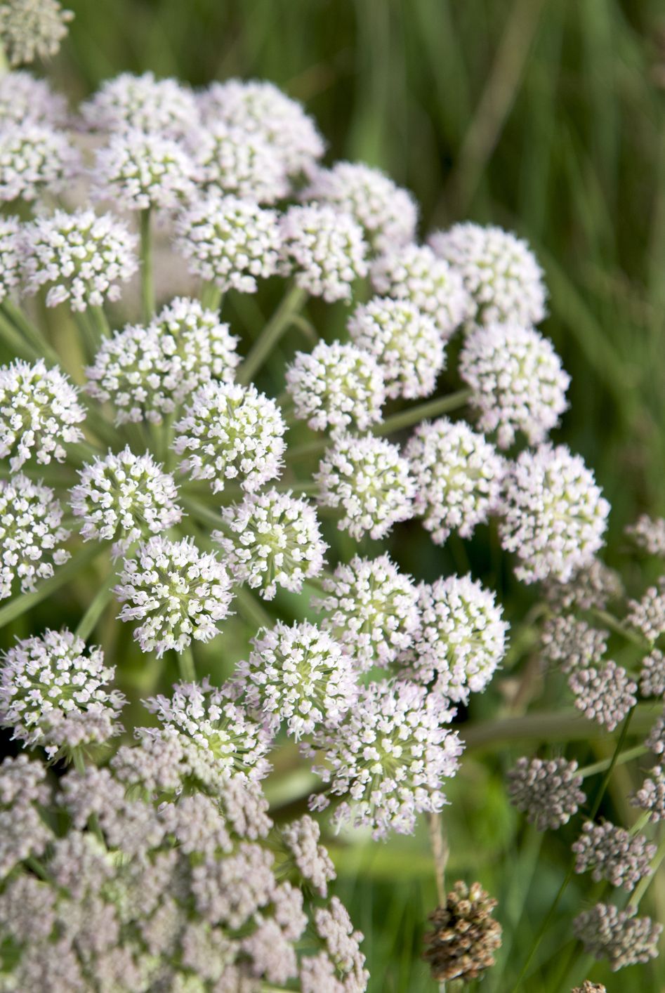 heracleum flowers at wick of highland in scotland