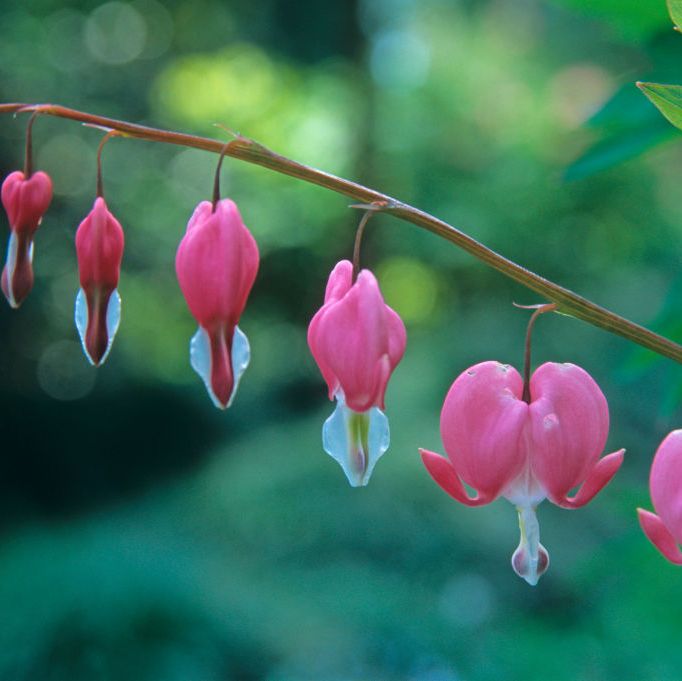 bleeding heart, papaveraceae, veneto