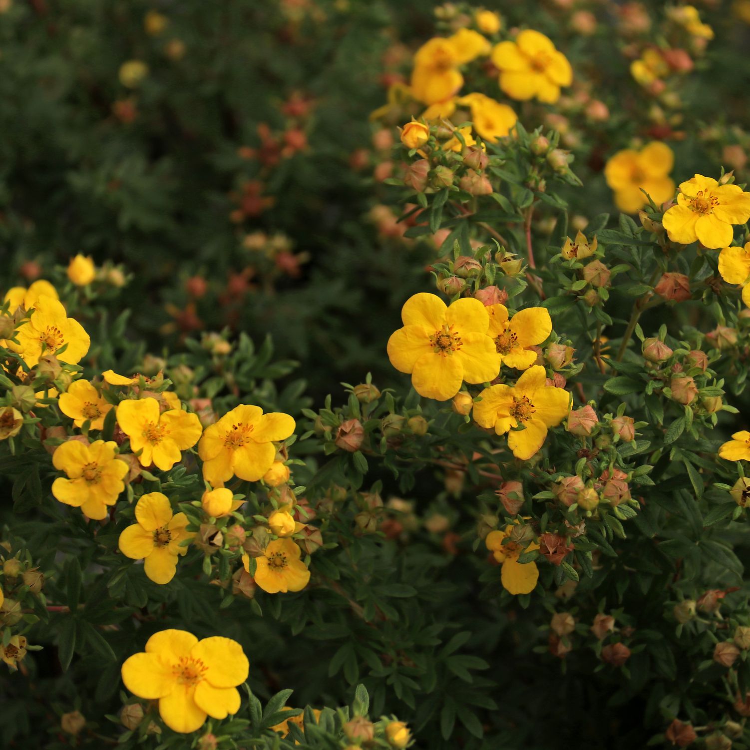 blooming potentilla plant with vibrant yellow flowers