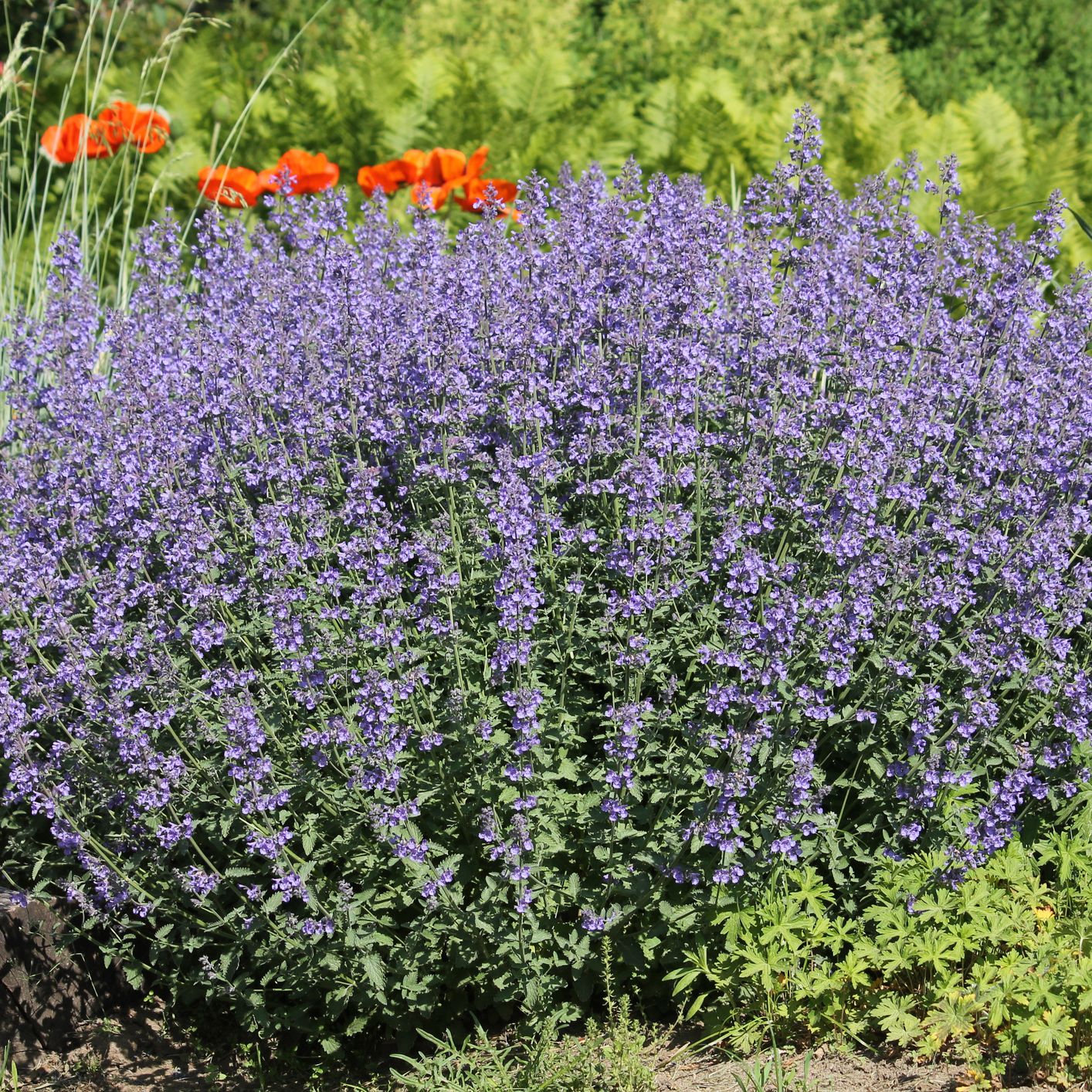 flowering faassen's blue catmint nepeta faassenii plants in summer garden