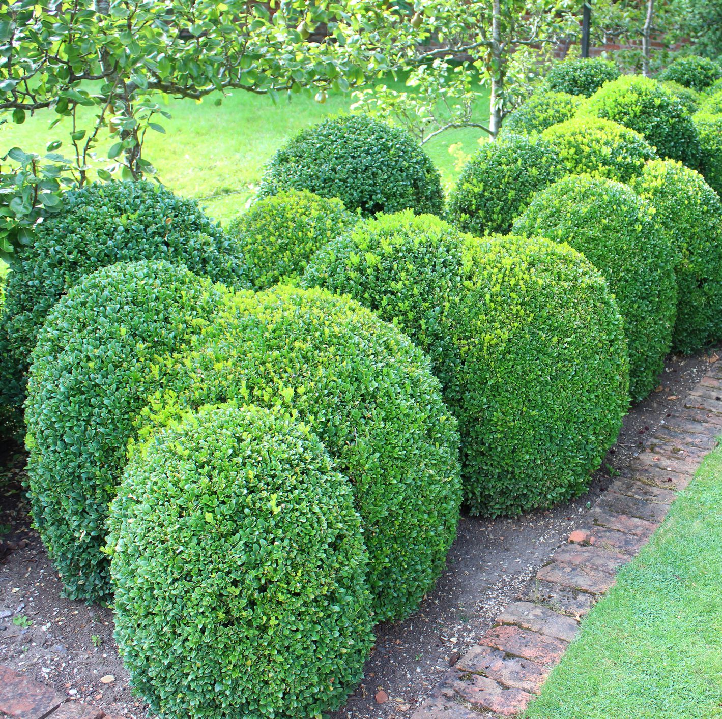 clipped box hedging boxwood buxus balls topiary hedge