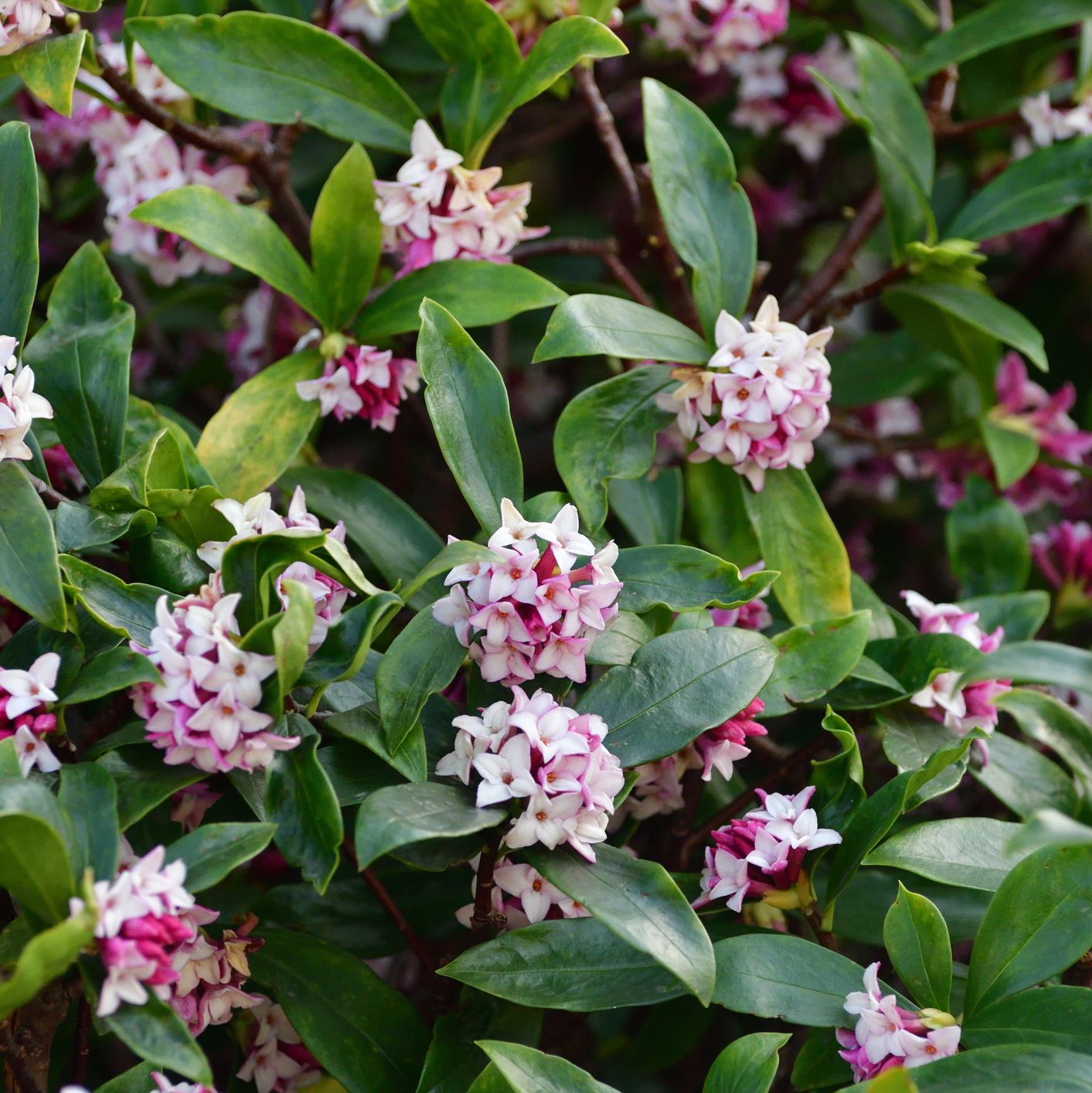 daphne odona japan daphne daphne indica