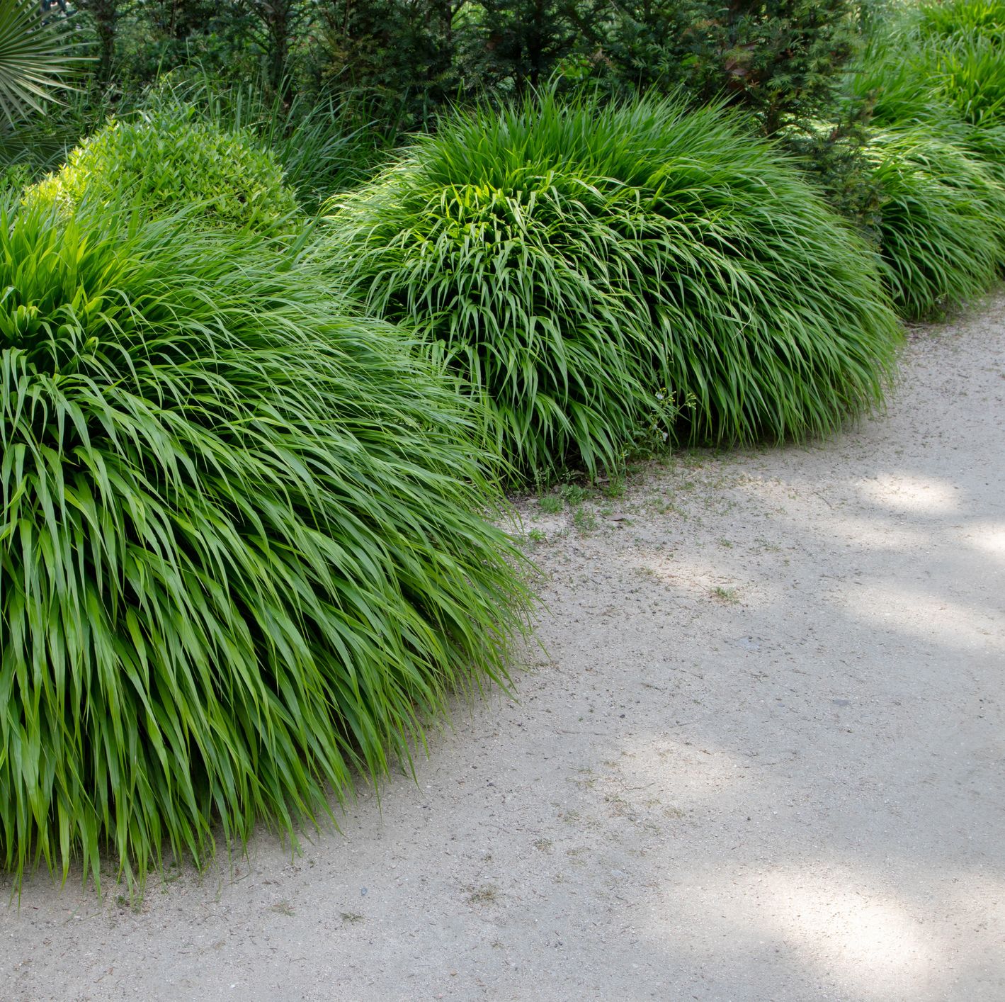 hakonechloa macra or japanese forest grass