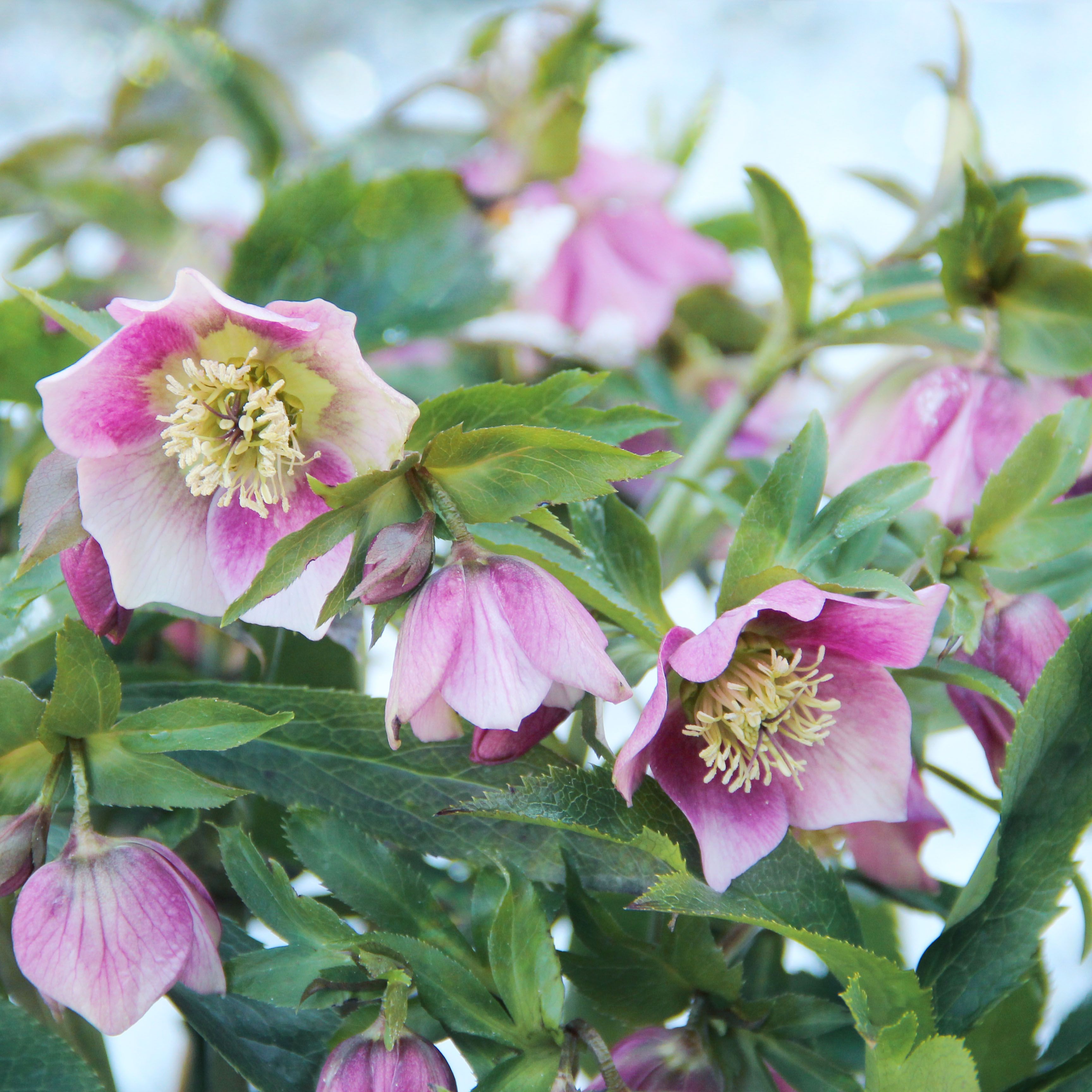 hellebore flowers