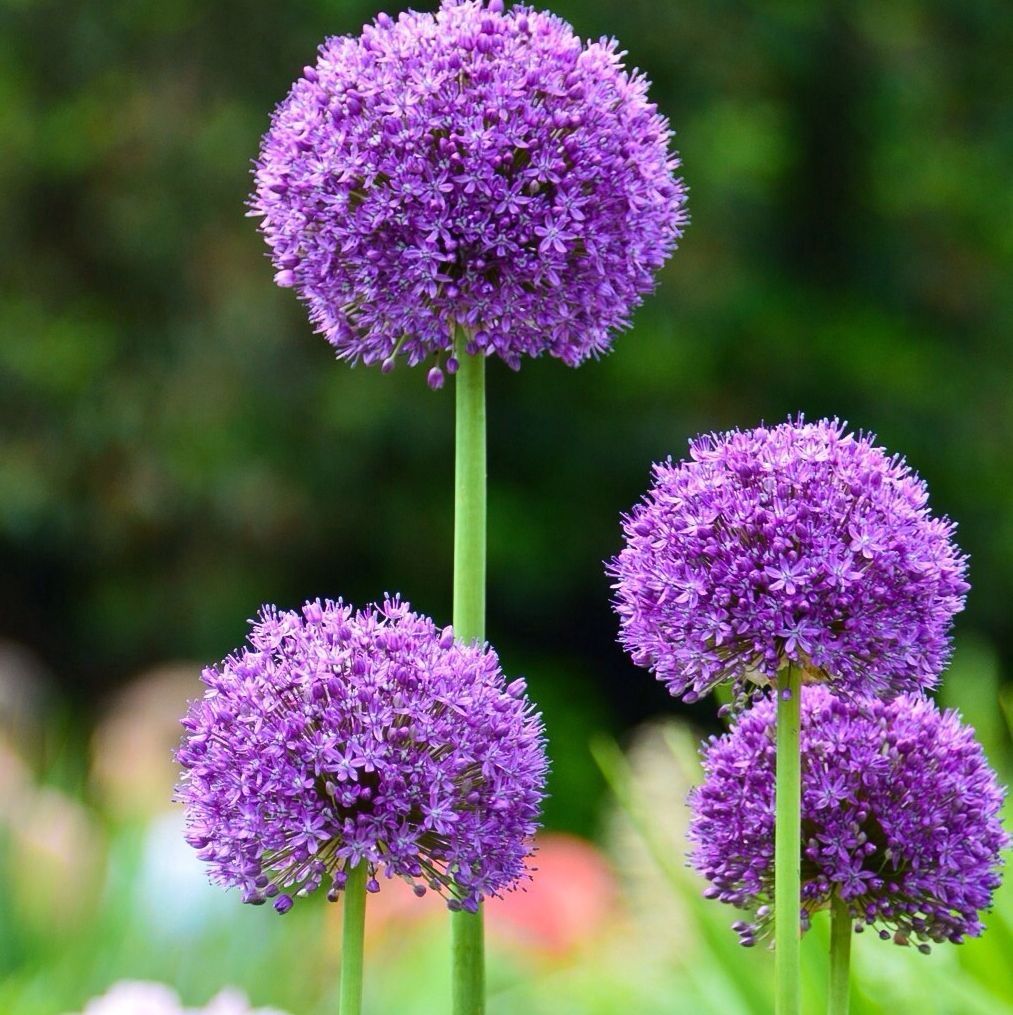 close up of fresh purple allium flowers blooming in garden