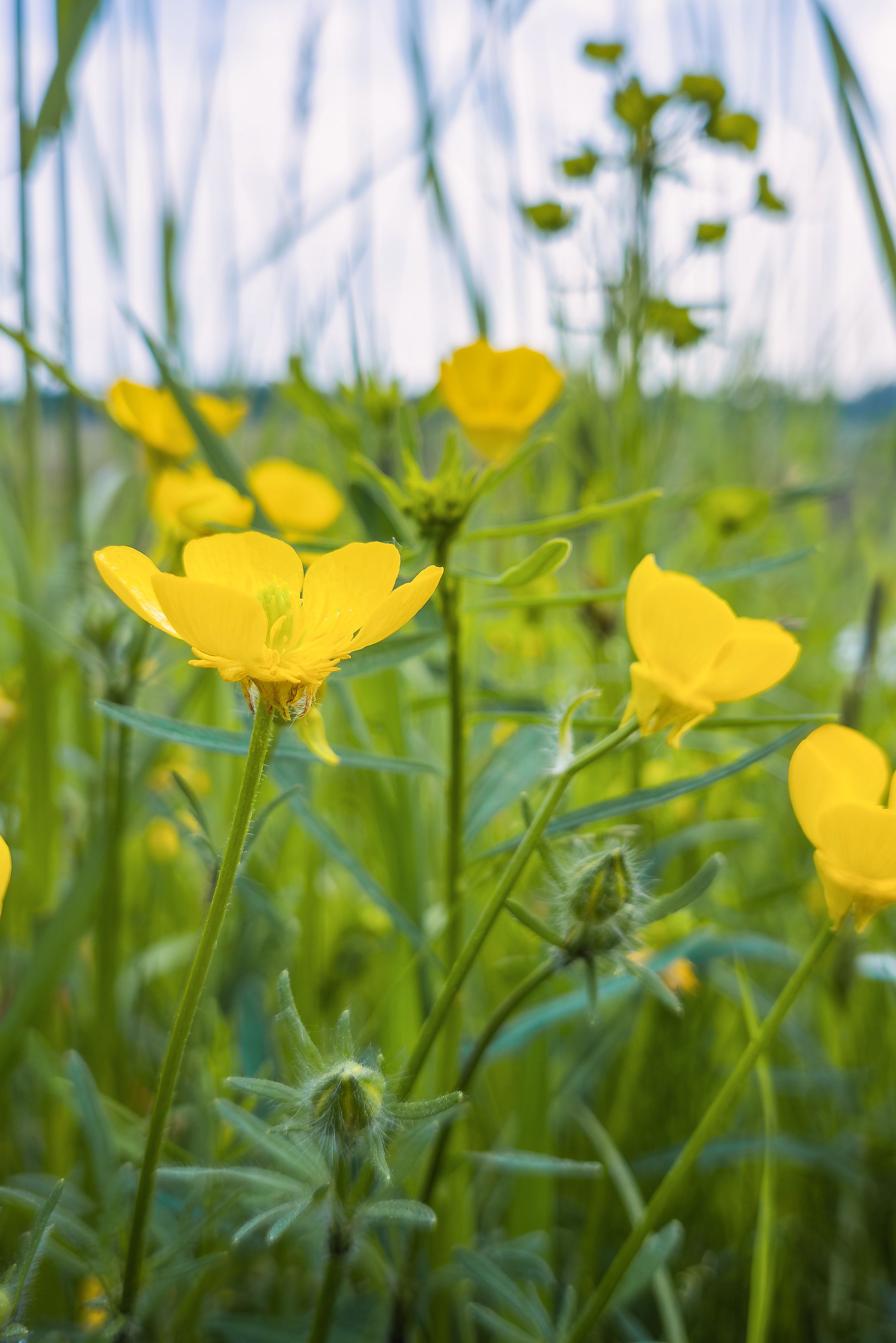 meadow buttercup flowers blossoming in springtime