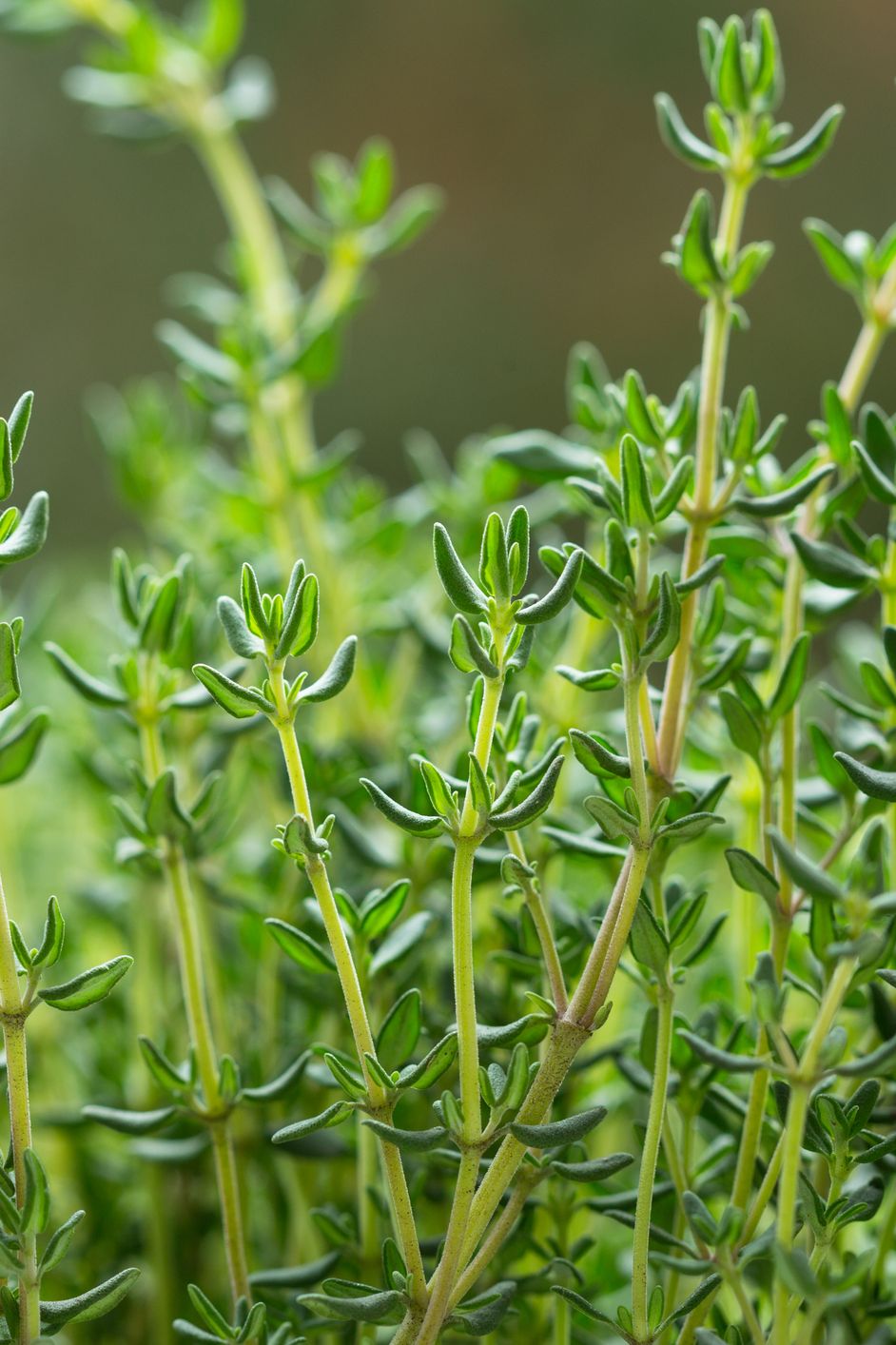 food background fresh thyme herb