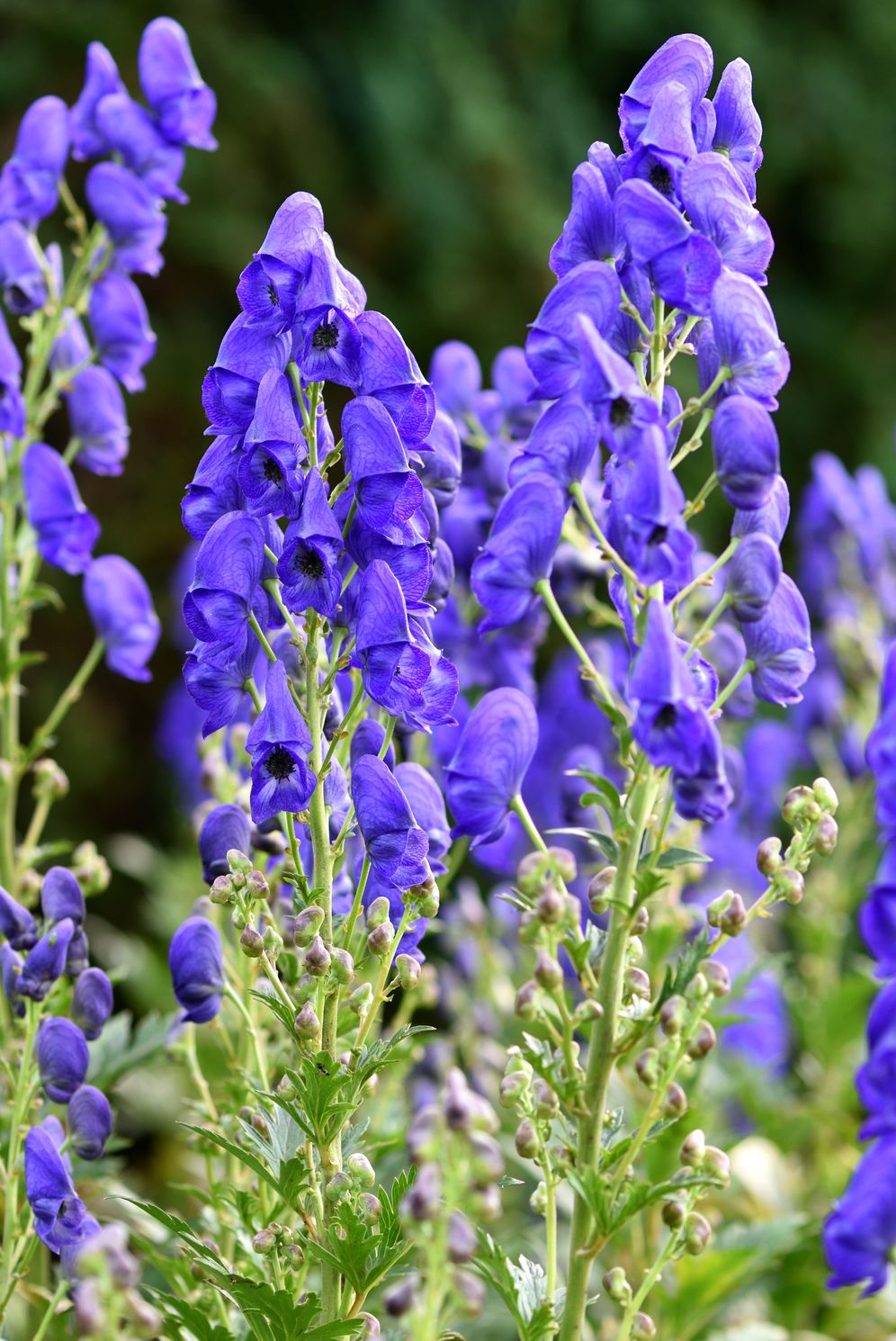 aconitum carmichaelii arendsii