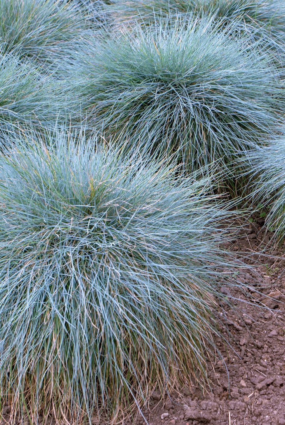 blue fescue clump forming plant festuca glauca groundcover ornamental grass