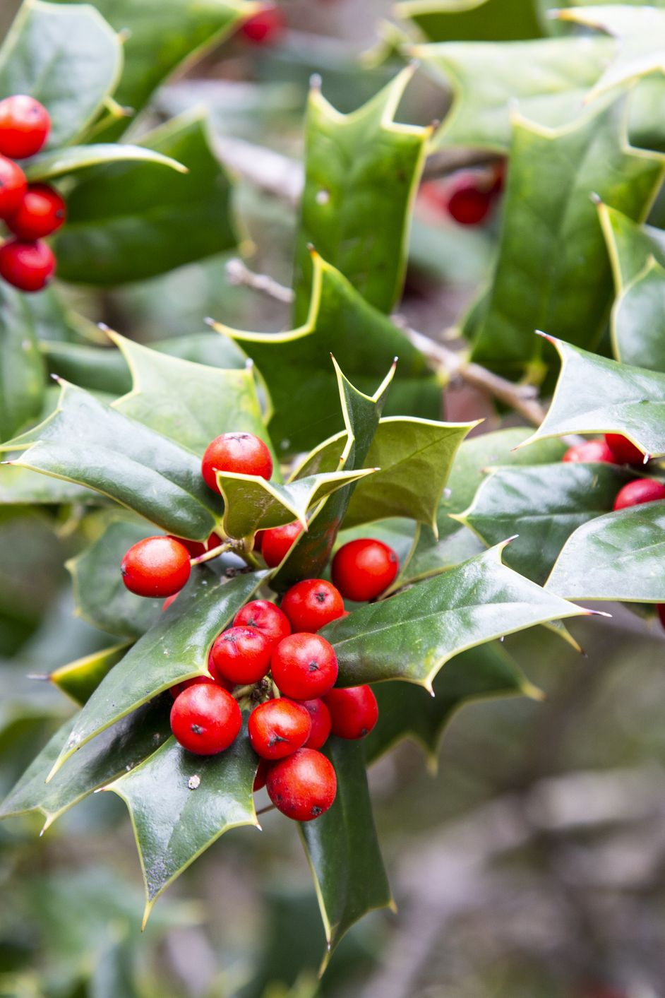 ilex aquifolia interior decoration for christmas green bush with red berries