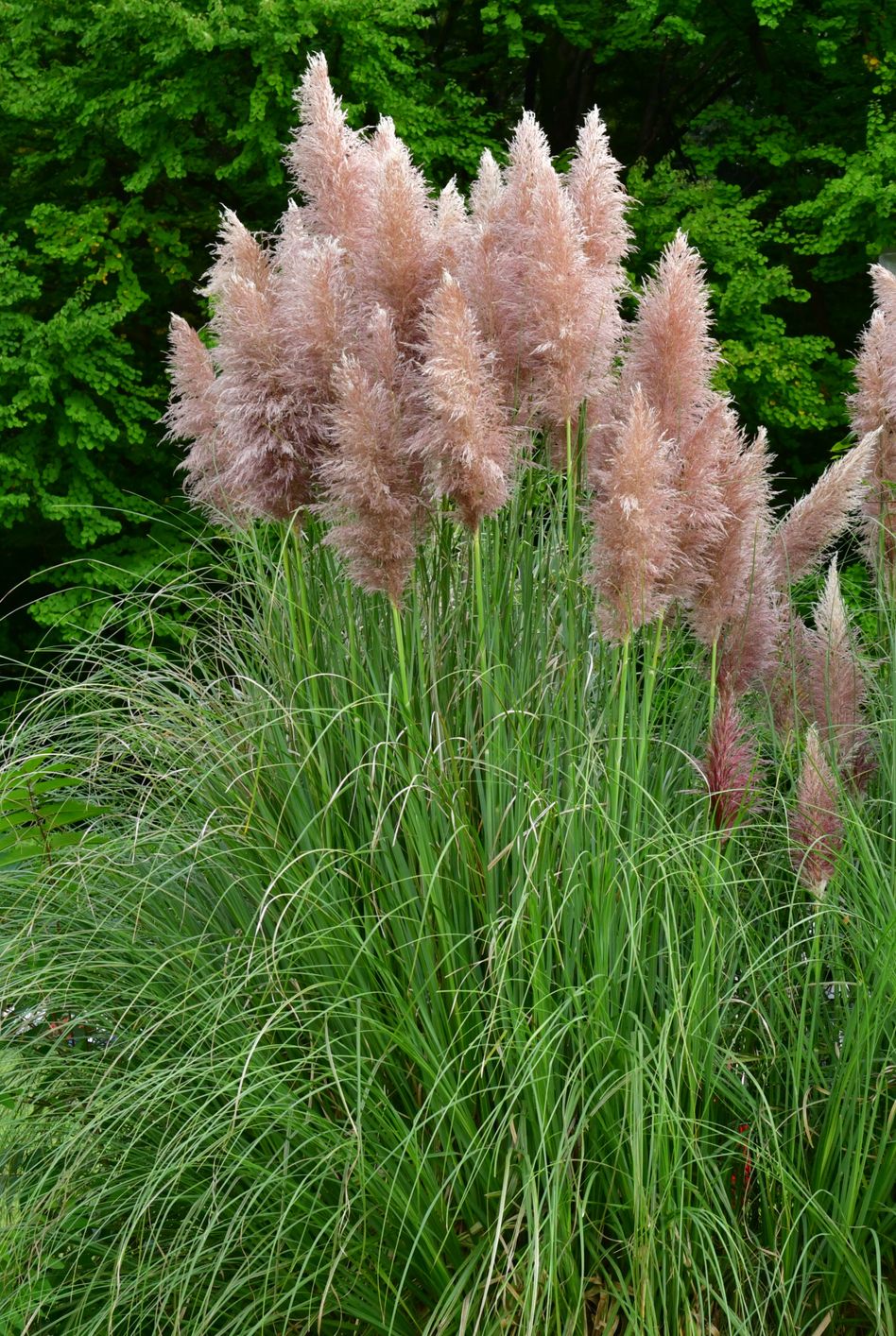 pink pampas grass  cortaderia selloana