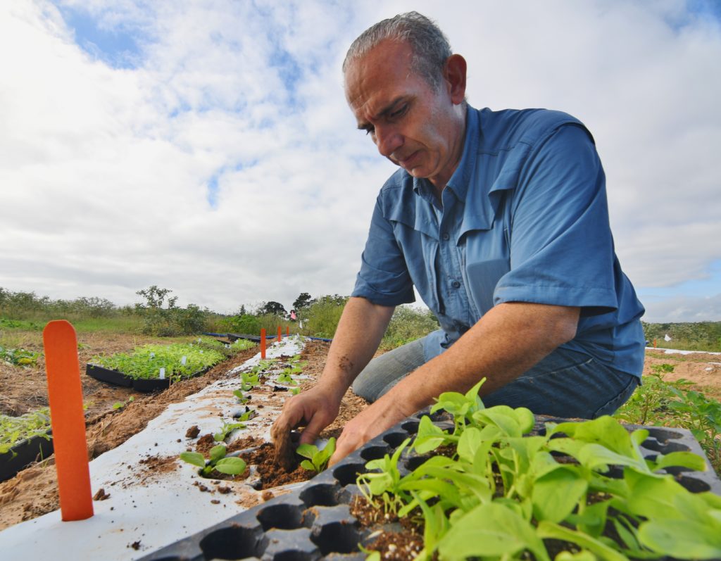 Joe Masabni planting garden.