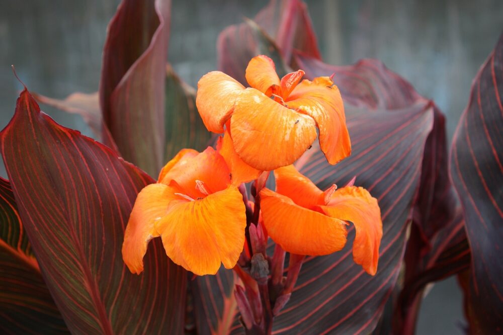 Cannas