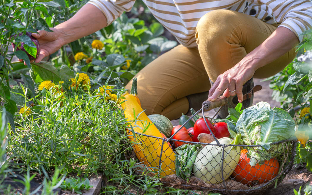 Homesteading is about growing and storing your own food without having to rely on mainstream supermarkets.